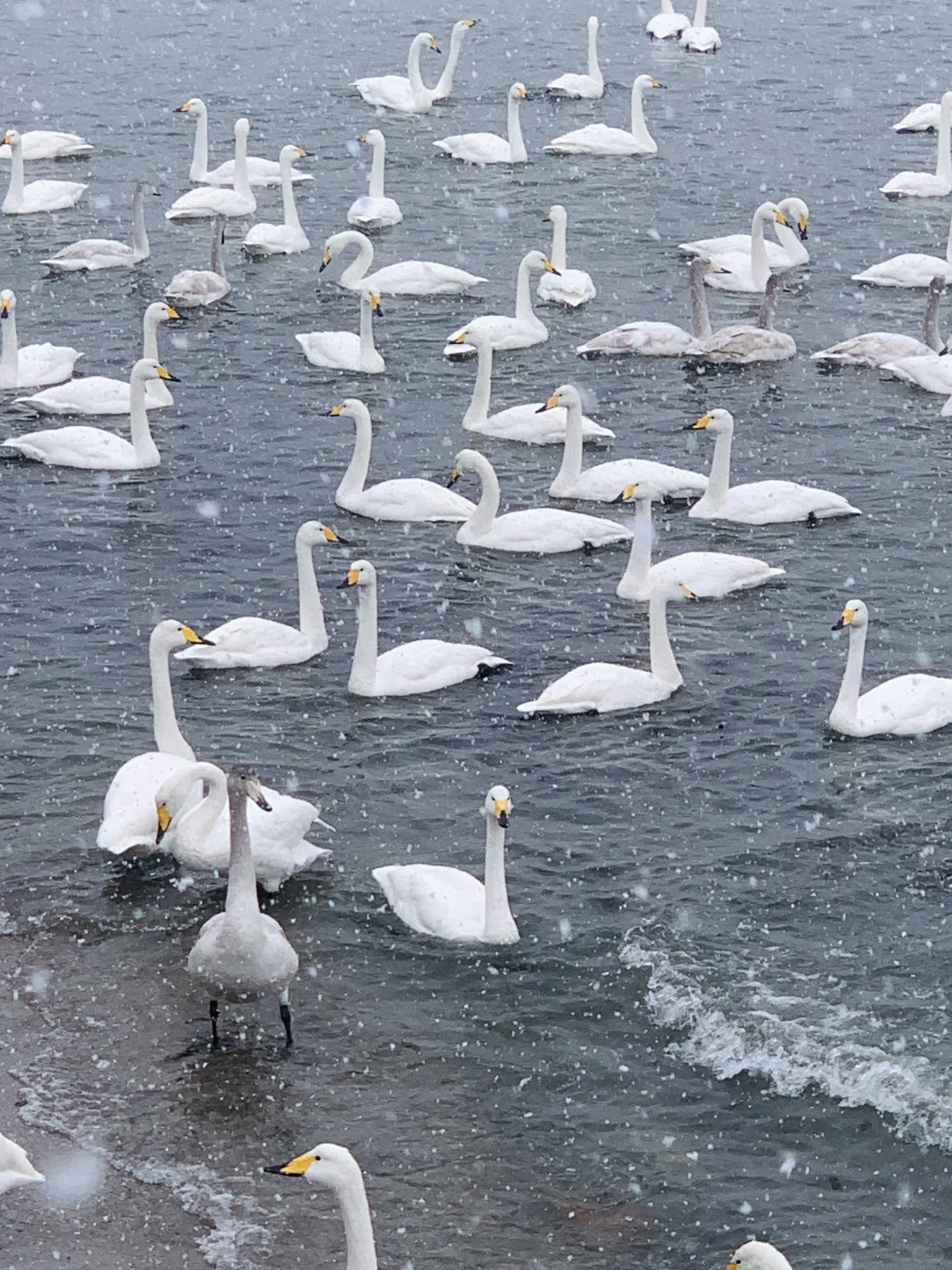 12.3威海实况，雪后的天鹅湖美得像童话❄️