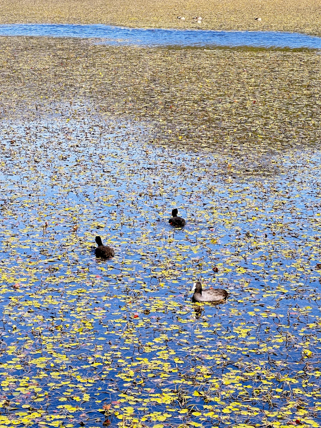 我们都喜欢玩不一样的地形 | 腾冲北海湿地