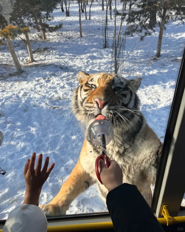 12月哈尔滨旅游玩雪攻略冰雪大世界雪乡