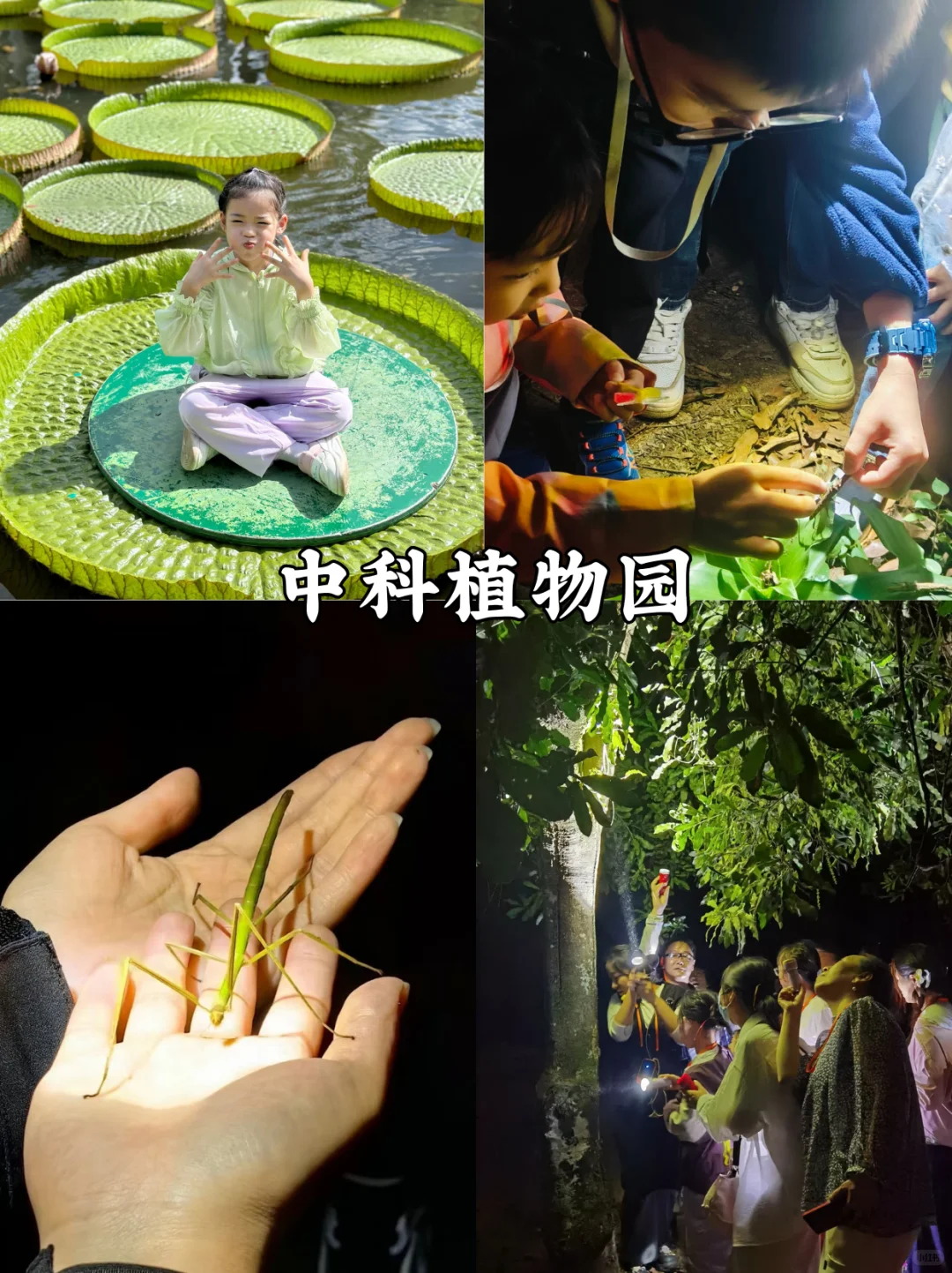 后悔没早点来版纳❗️｜带娃避寒太松驰！