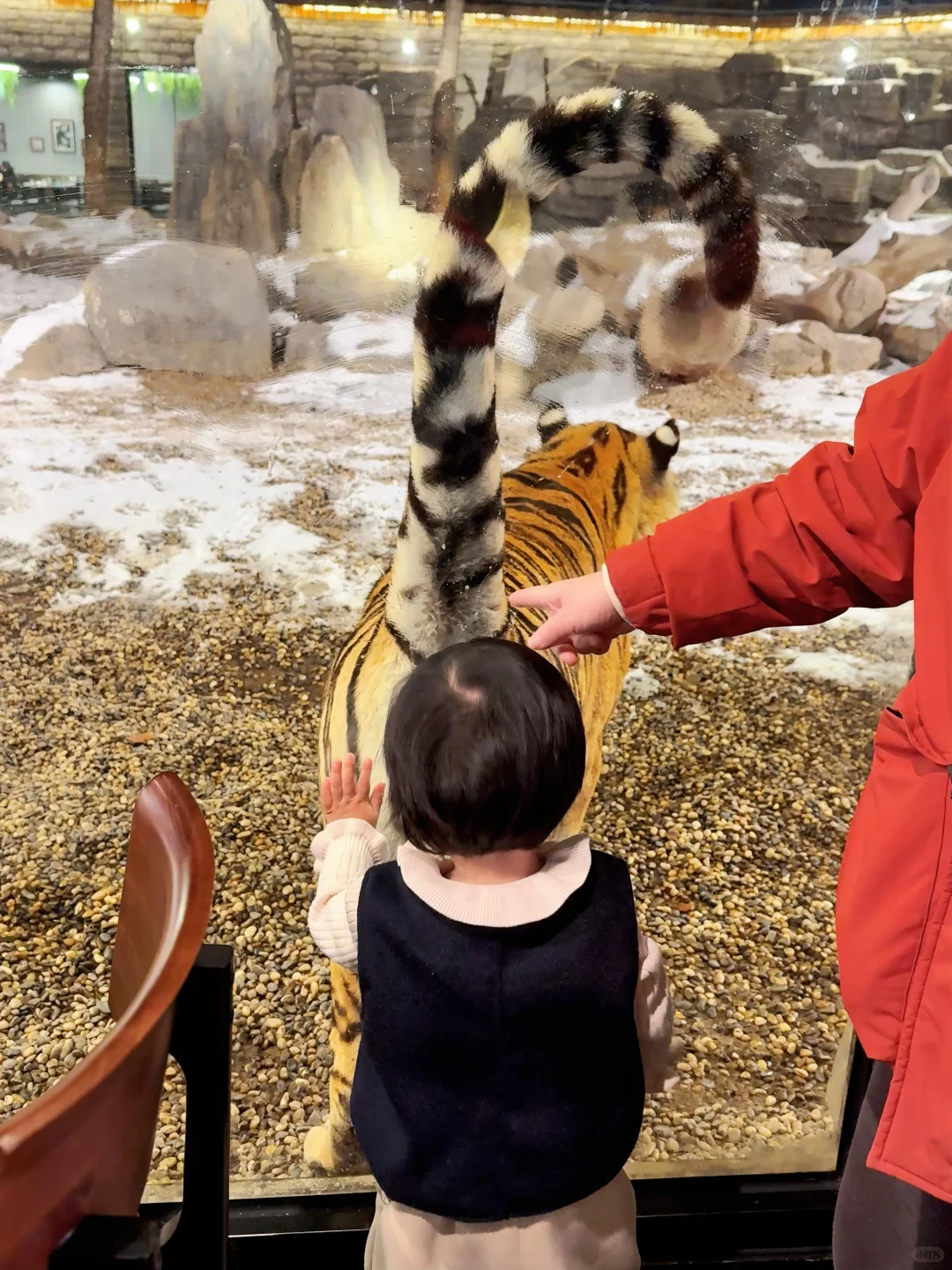 二刷虎乐园，娃玩到天黑不肯回家