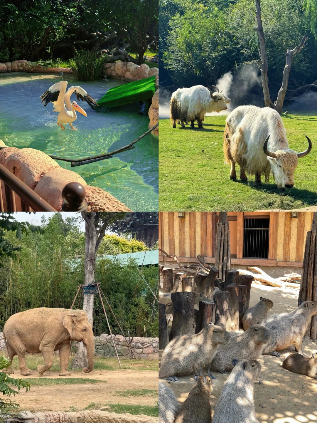 银基动物王国会惩罚每一个背包的人……