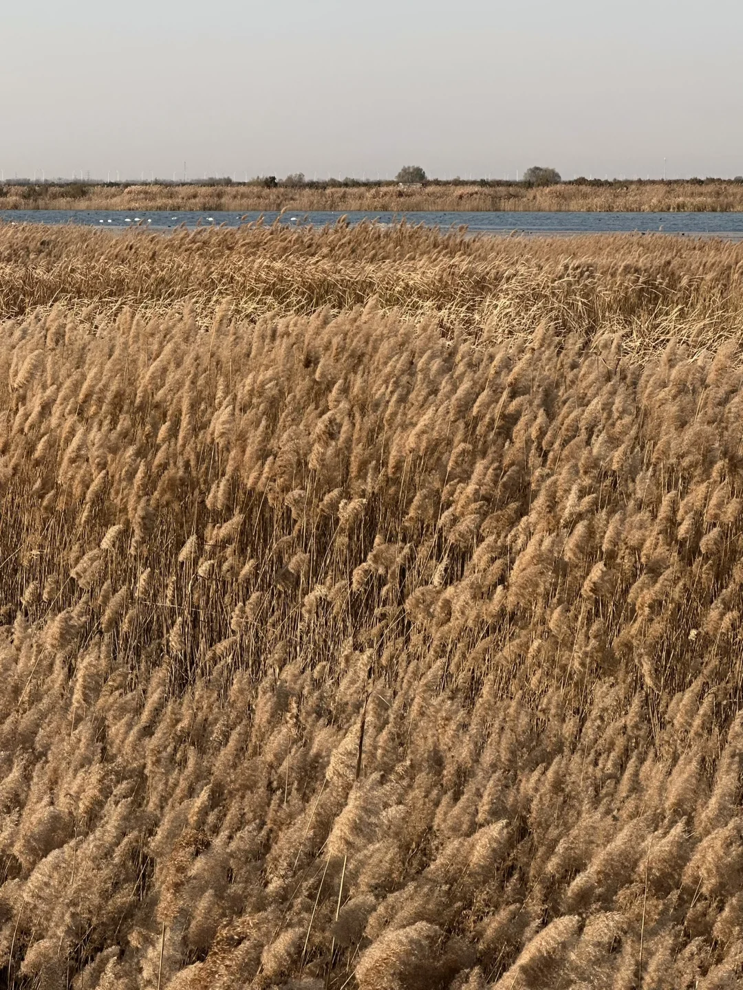 迄今为止 ，山东我最喜欢的小城出现了！！！