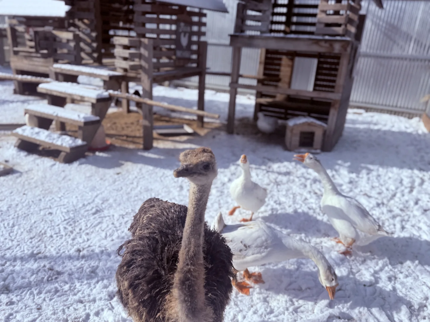 这个冬天，一起来尺木玩吧～