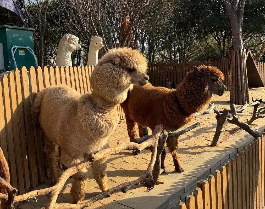 银基动物王国淡季爽到飞起🌟保姆级攻略