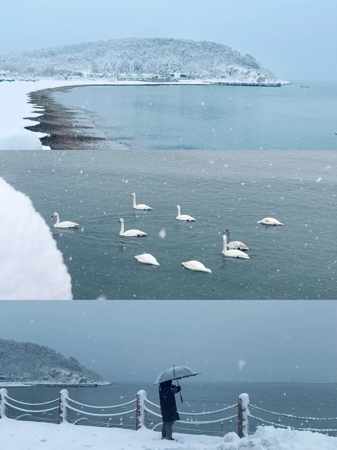 12.3威海实况，雪后的天鹅湖美得像童话❄️