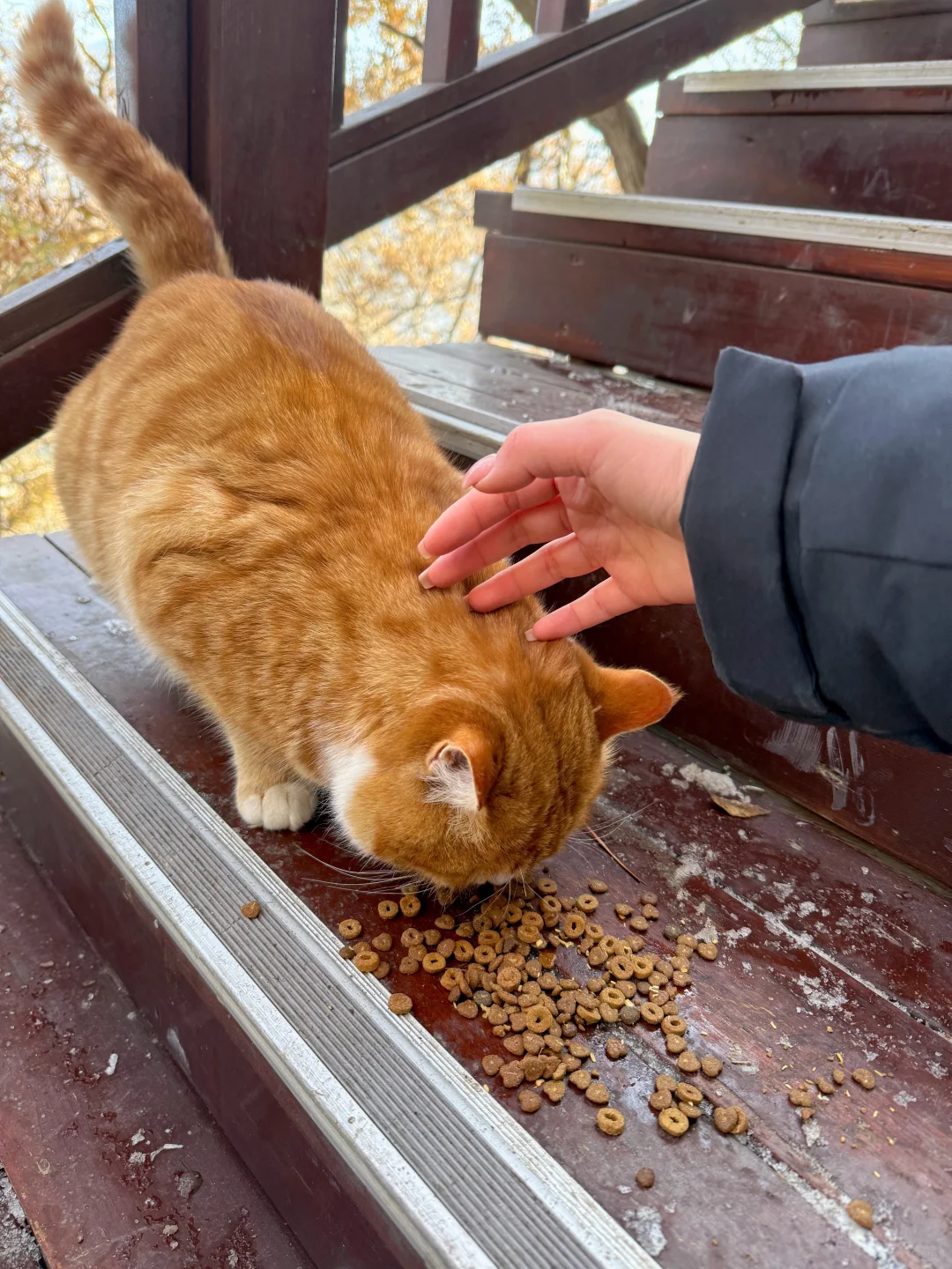 🚗西安周边游｜爬山⛰️玩雪❄️撸猫🐈走起‼️