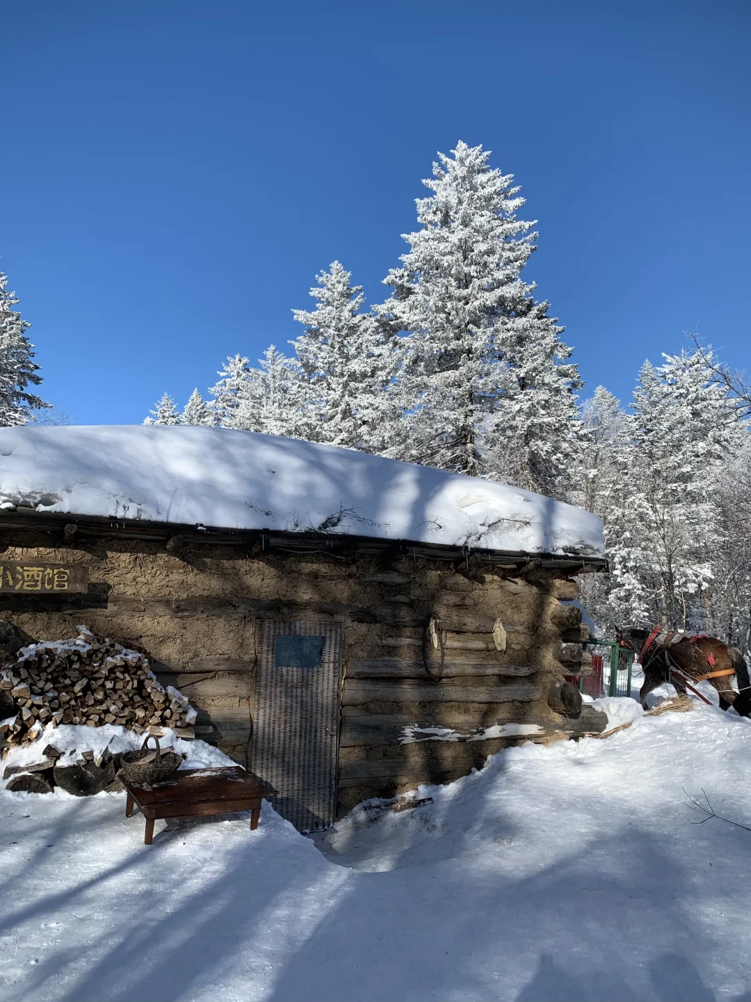 来雪岭玩千万别坐雪地摩托和马拉爬犁！！