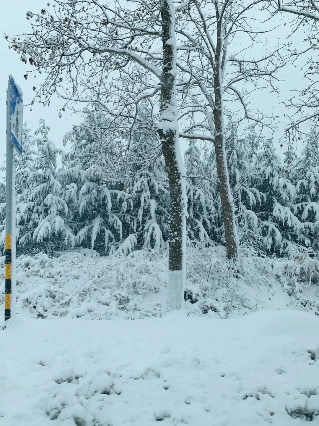 12.3威海实况，雪后的天鹅湖美得像童话❄️