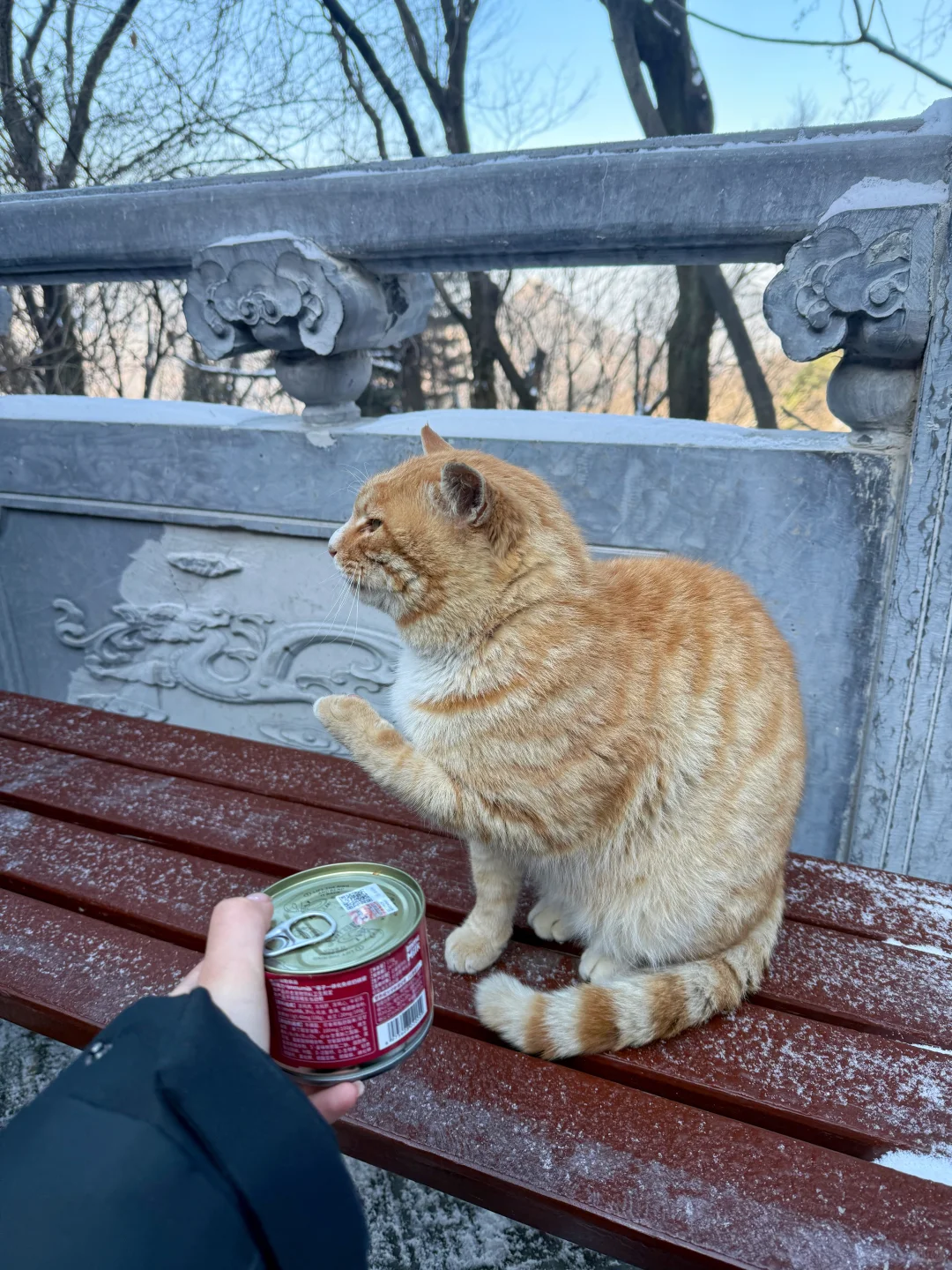🚗西安周边游｜爬山⛰️玩雪❄️撸猫🐈走起‼️