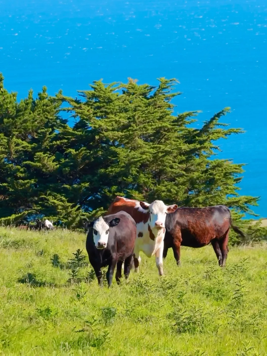 新西兰的每一帧🌈都让live图变得更有意义