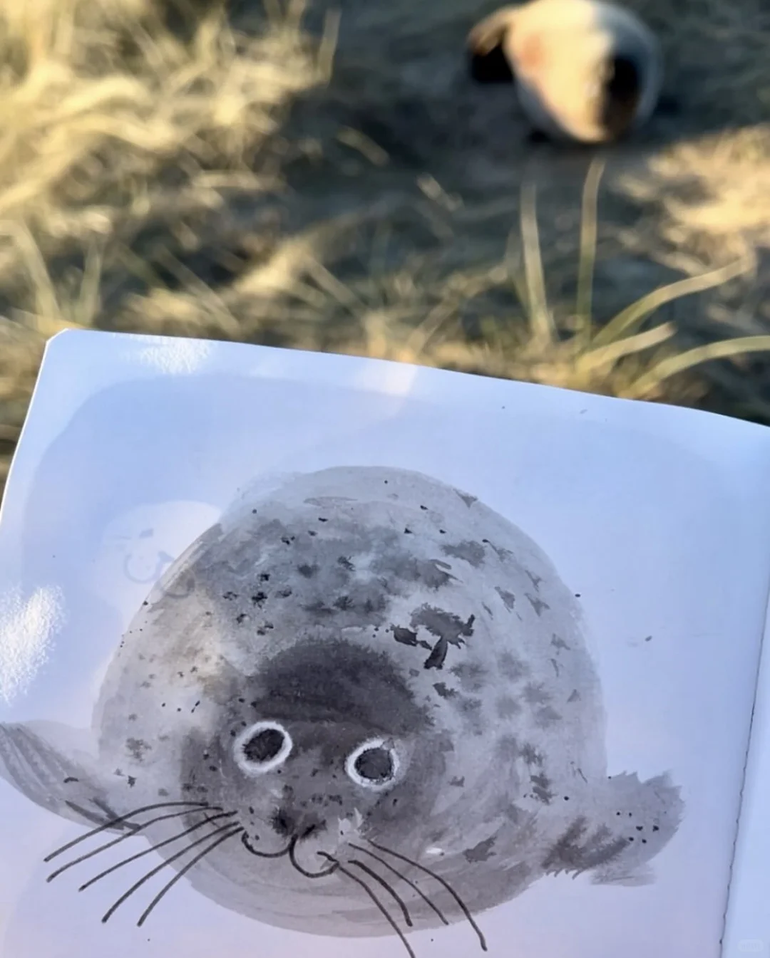 又到英国一年一度看野生小海豹时📍附攻略