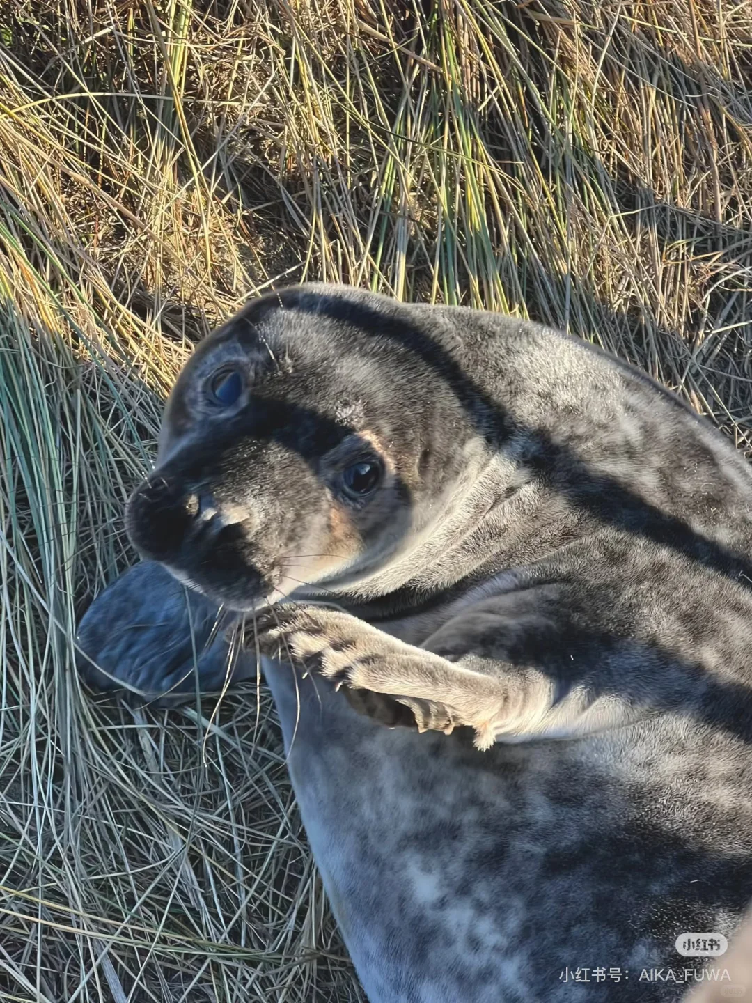 又到英国一年一度看野生小海豹时📍附攻略