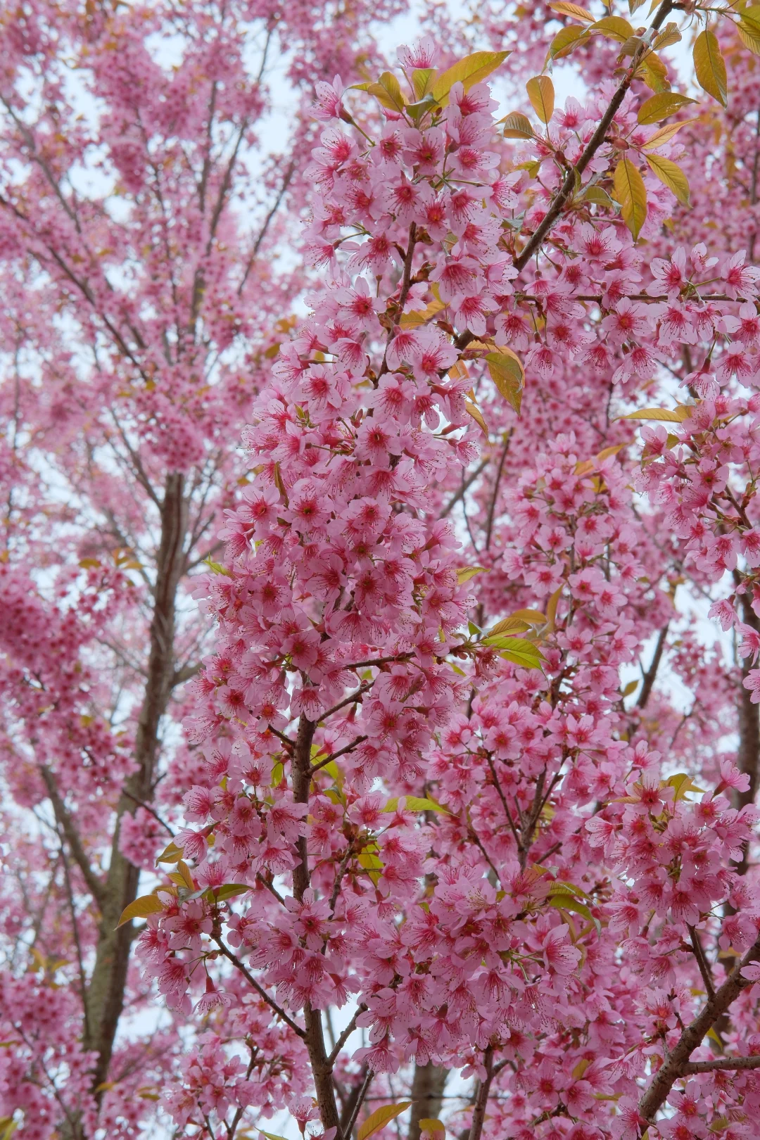 📷宜良福眼景区冬樱花🌸