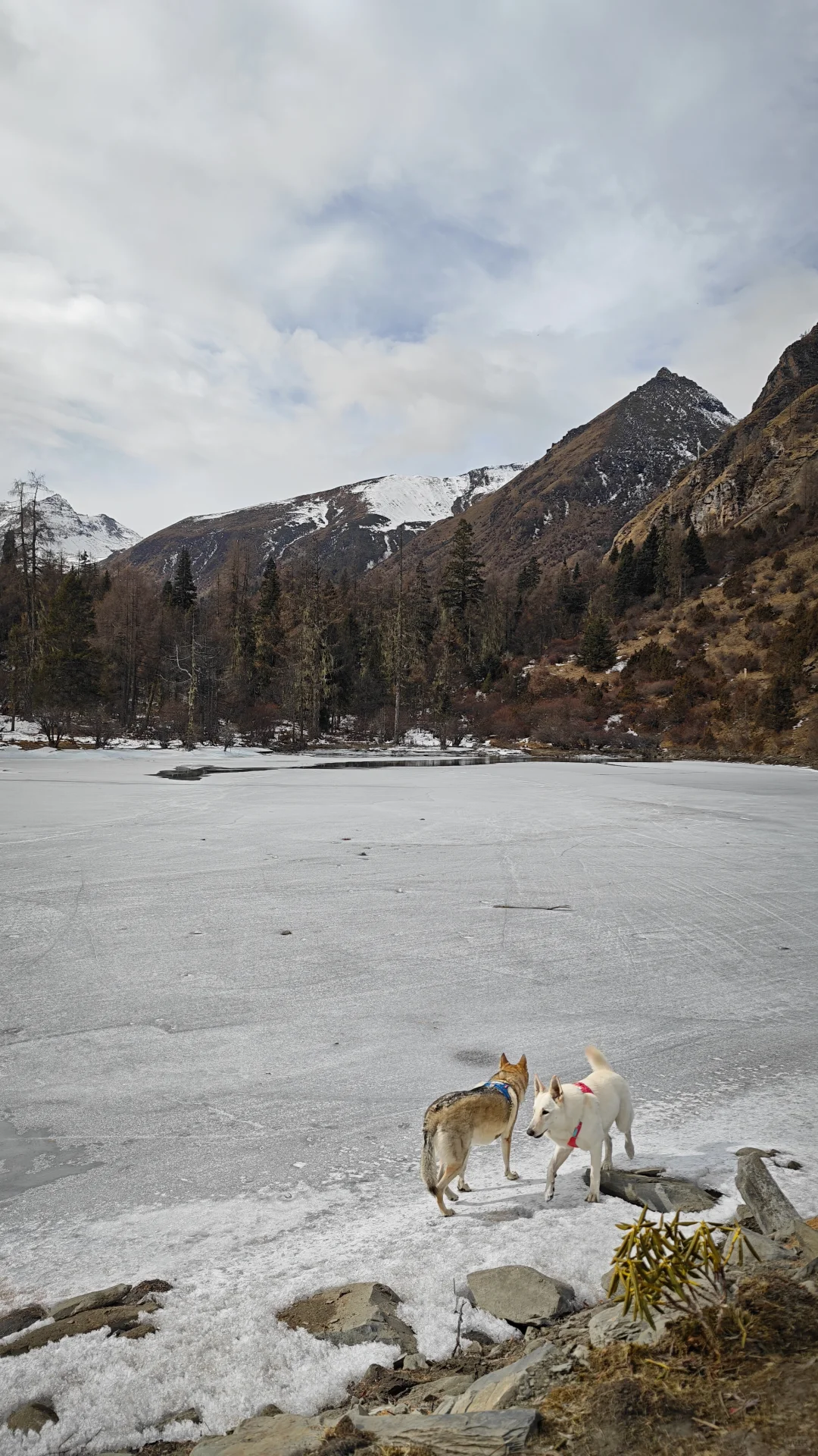 玛嘉沟才是带狗天堂吧