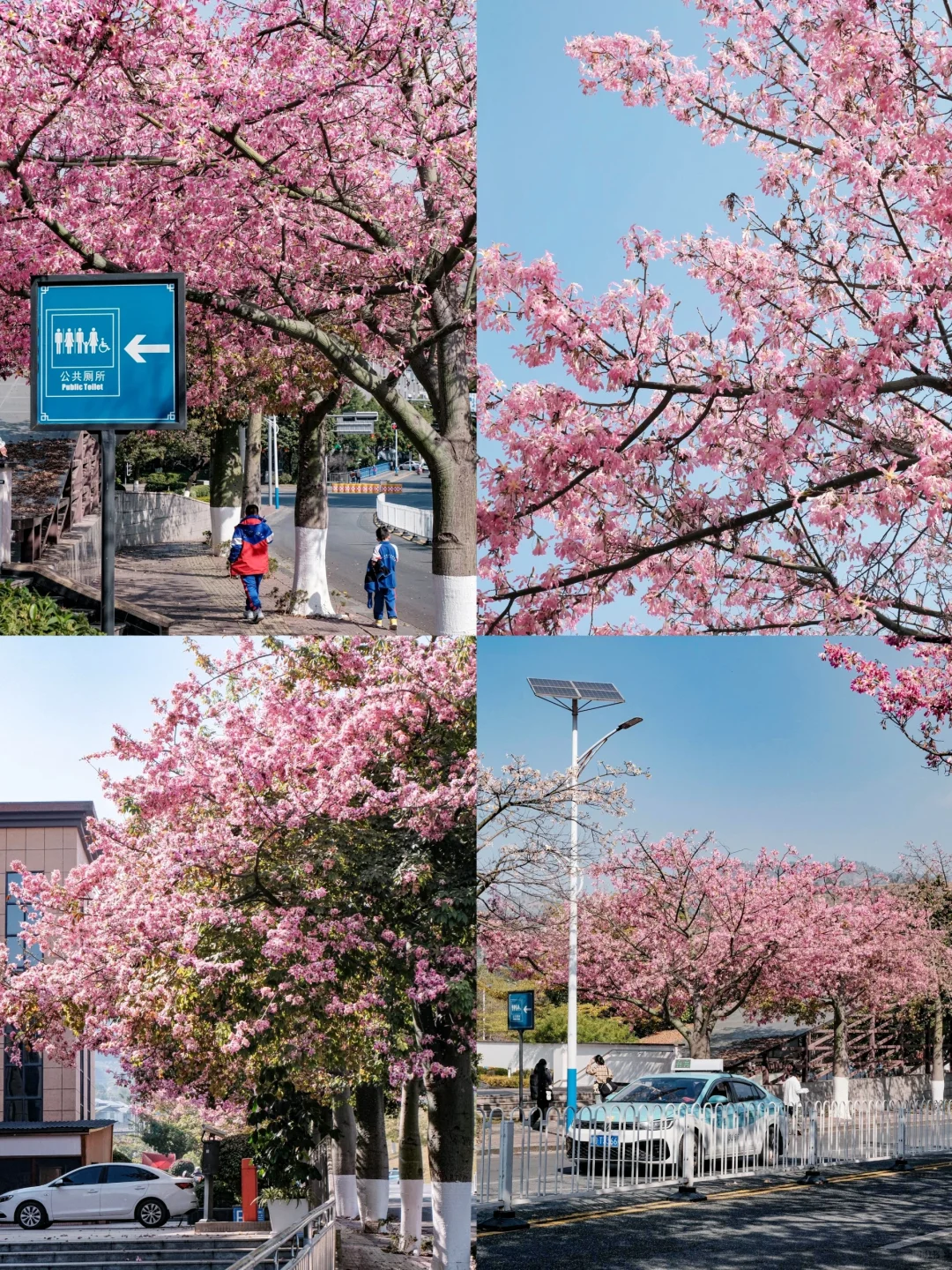 春节特辑:🌸攀枝花西昌米易5日游-冬季版