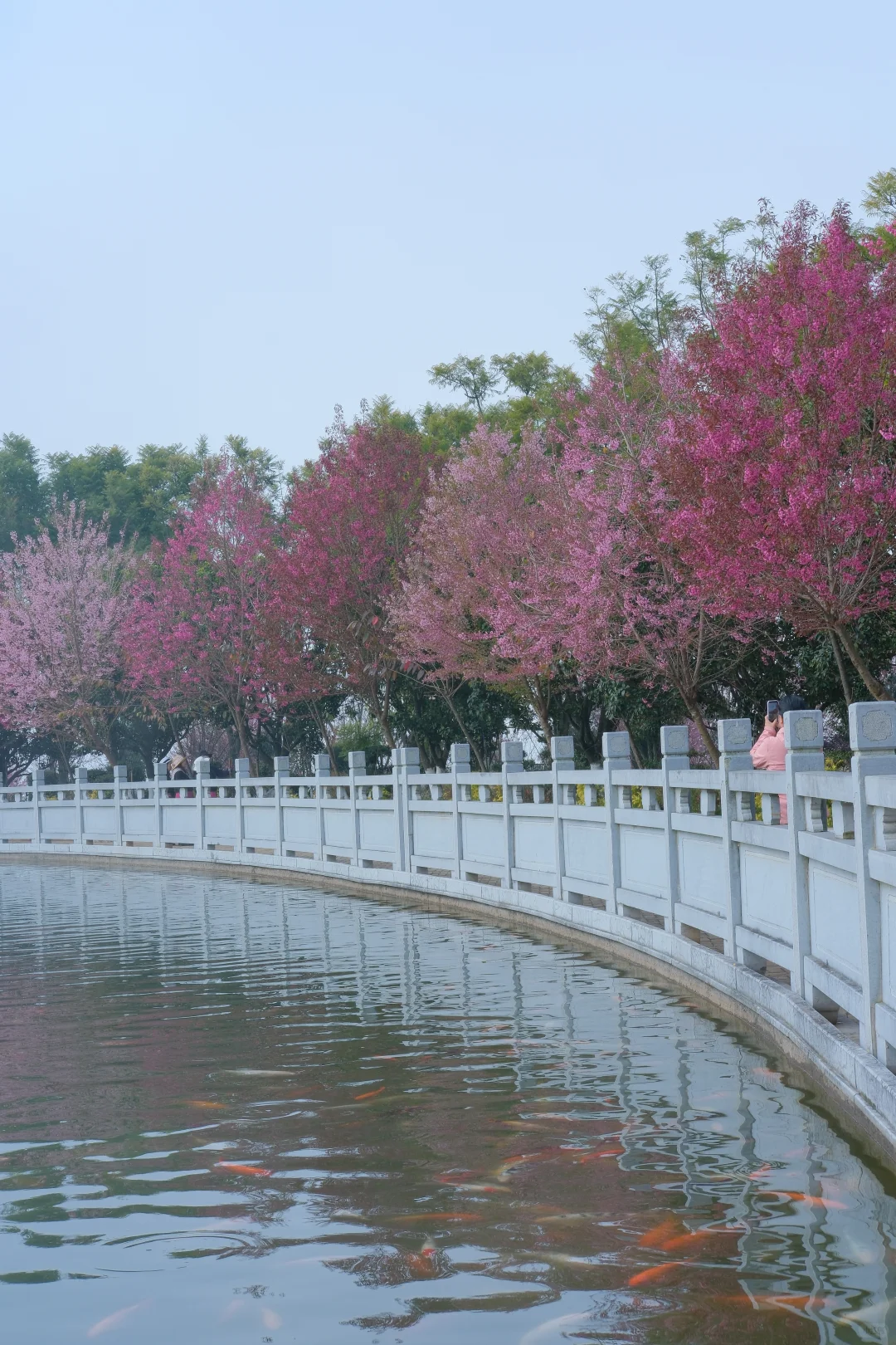 📷宜良福眼景区冬樱花🌸