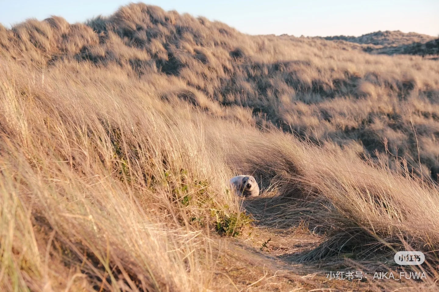 又到英国一年一度看野生小海豹时📍附攻略