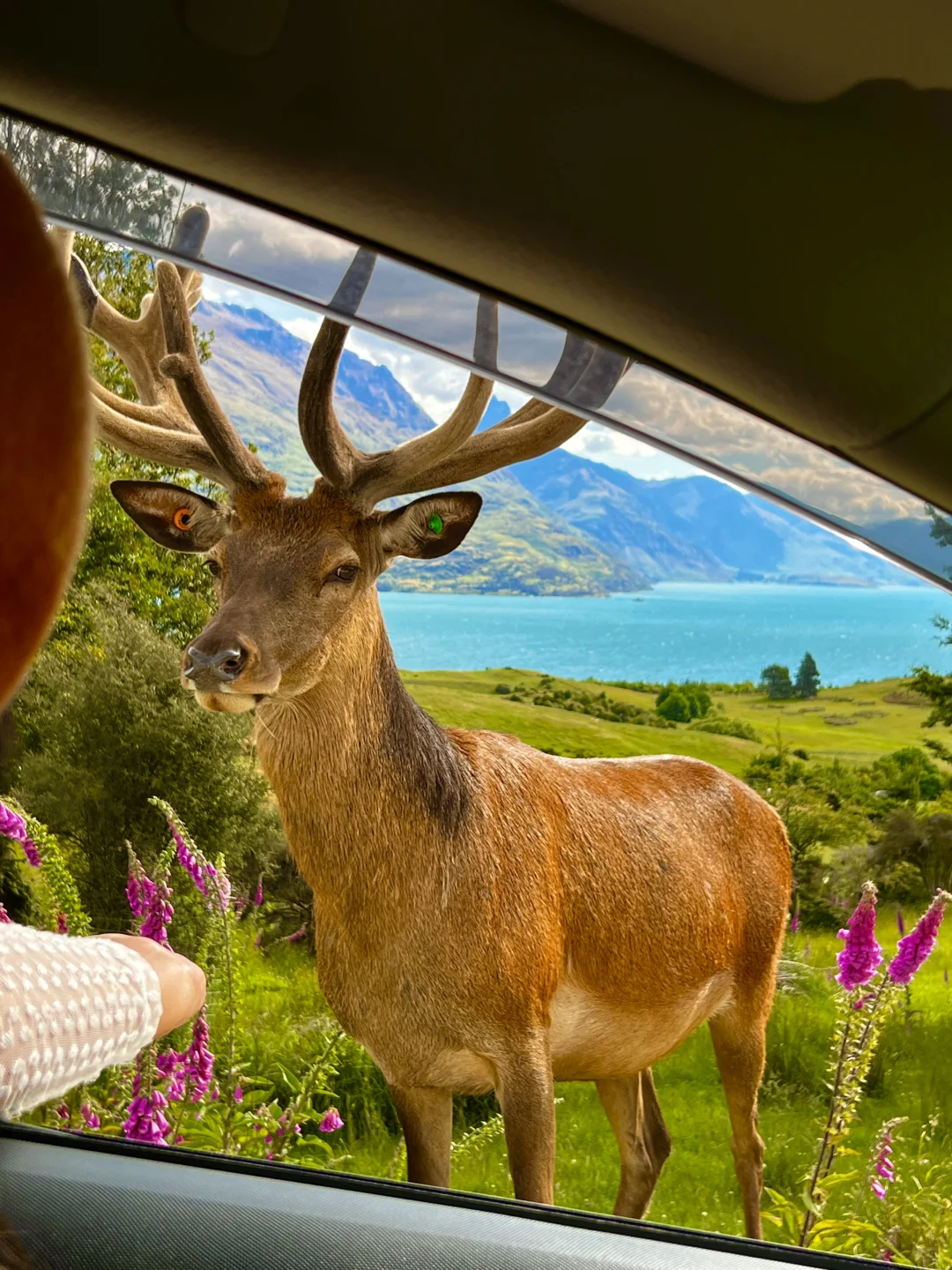 新西兰的每一帧🌈都让live图变得更有意义