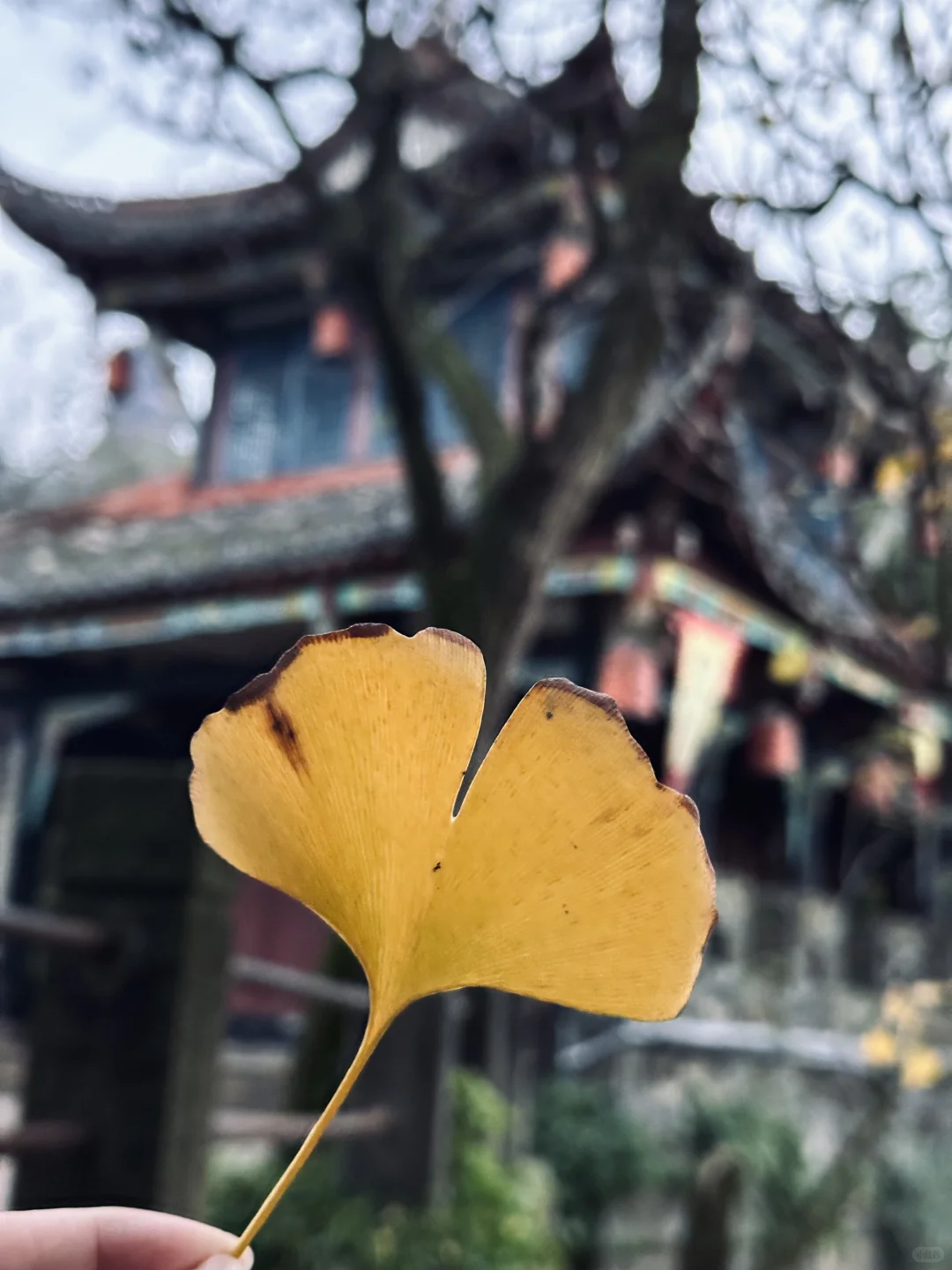 花一个下午去领略都江堰的古韵与自然🍂⛰️