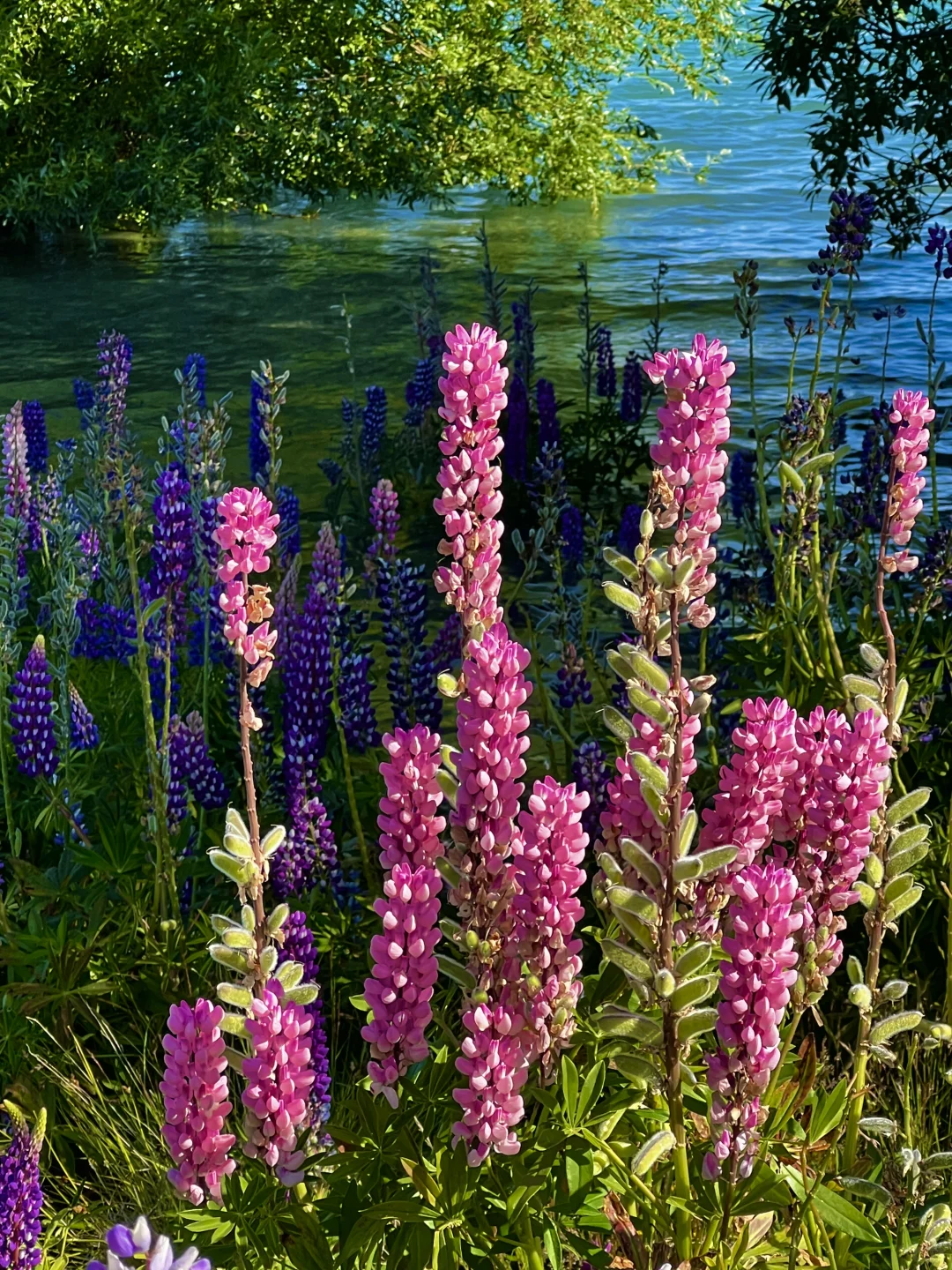 新西兰的每一帧🌈都让live图变得更有意义