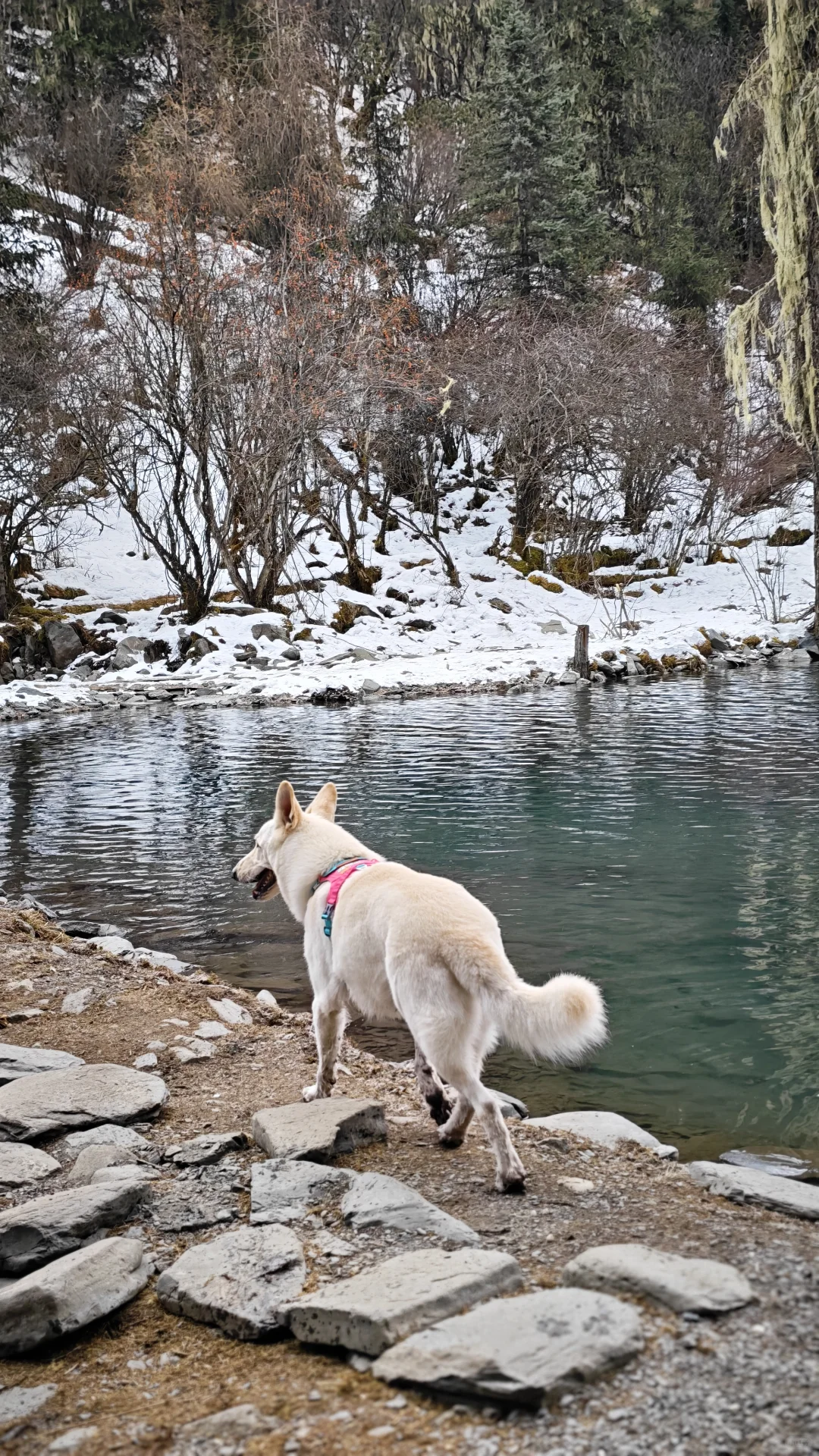 玛嘉沟才是带狗天堂吧