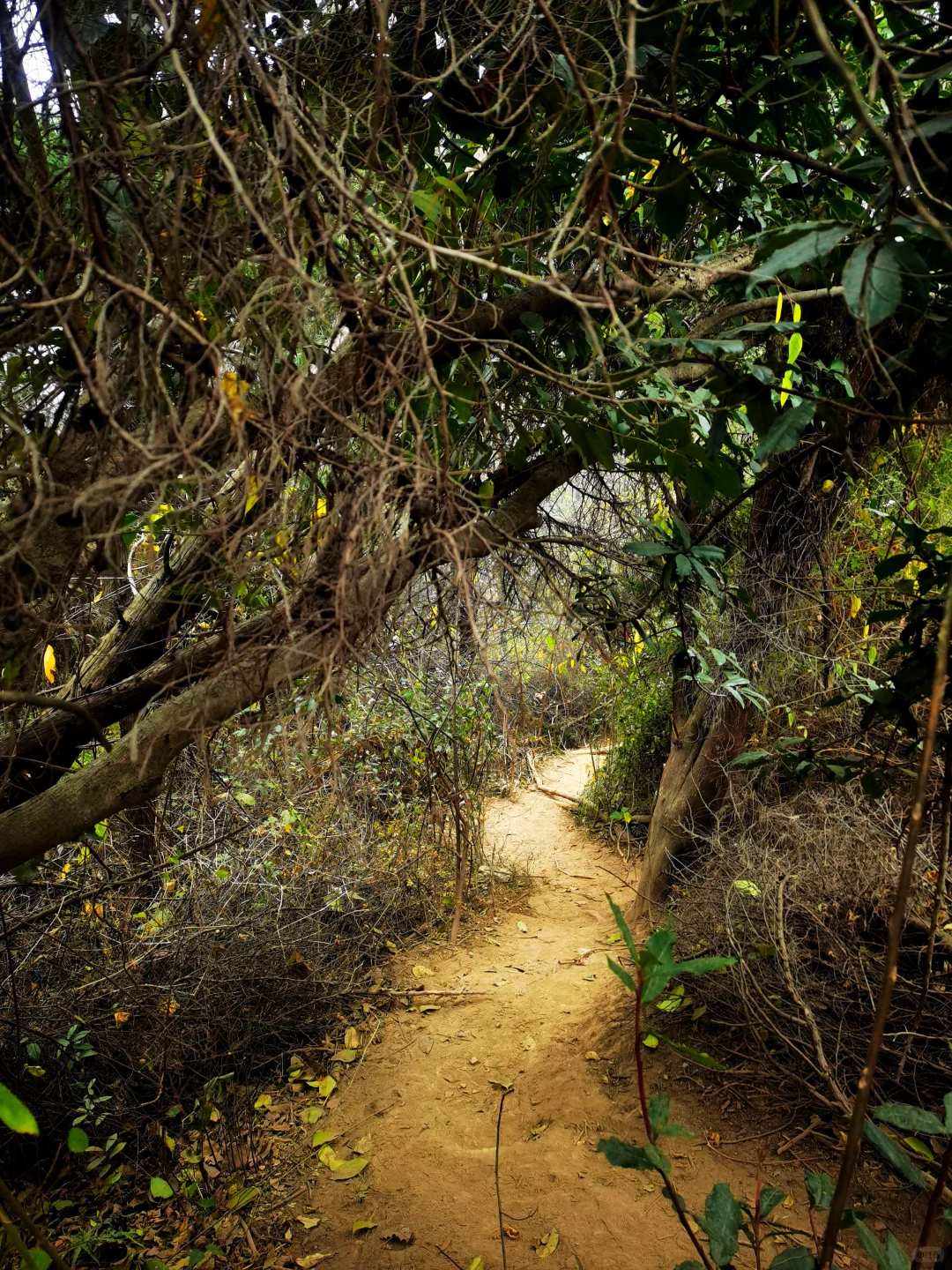武汉徒步被问爆的小众治愈路线🌿古寺灵树