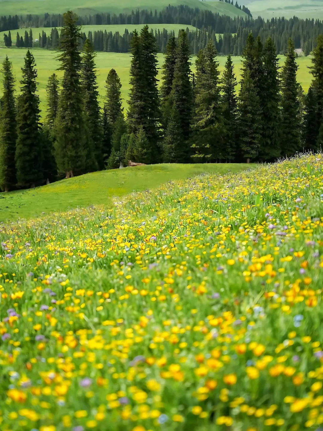 或许这就是你所向往的新疆旅游包车🫰