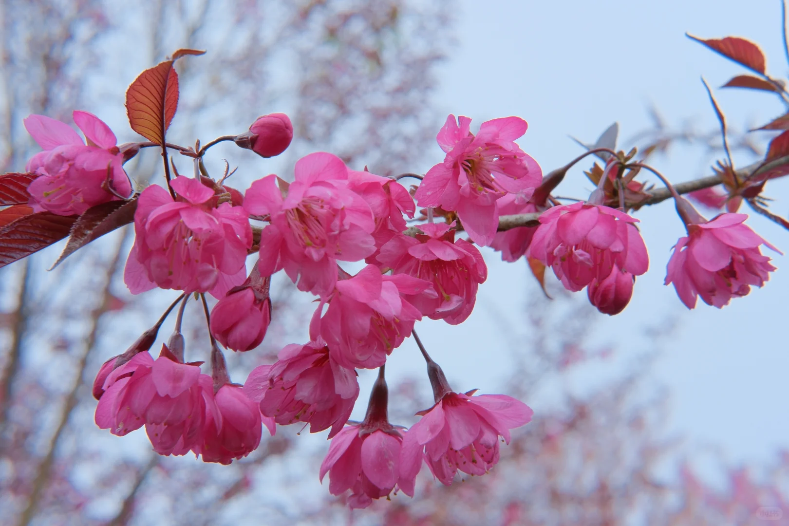 📷宜良福眼景区冬樱花🌸