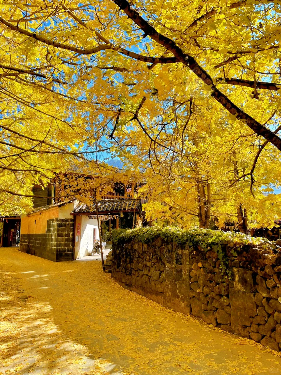 为了这国内唯一古银杏村，也要去一次腾冲‼️