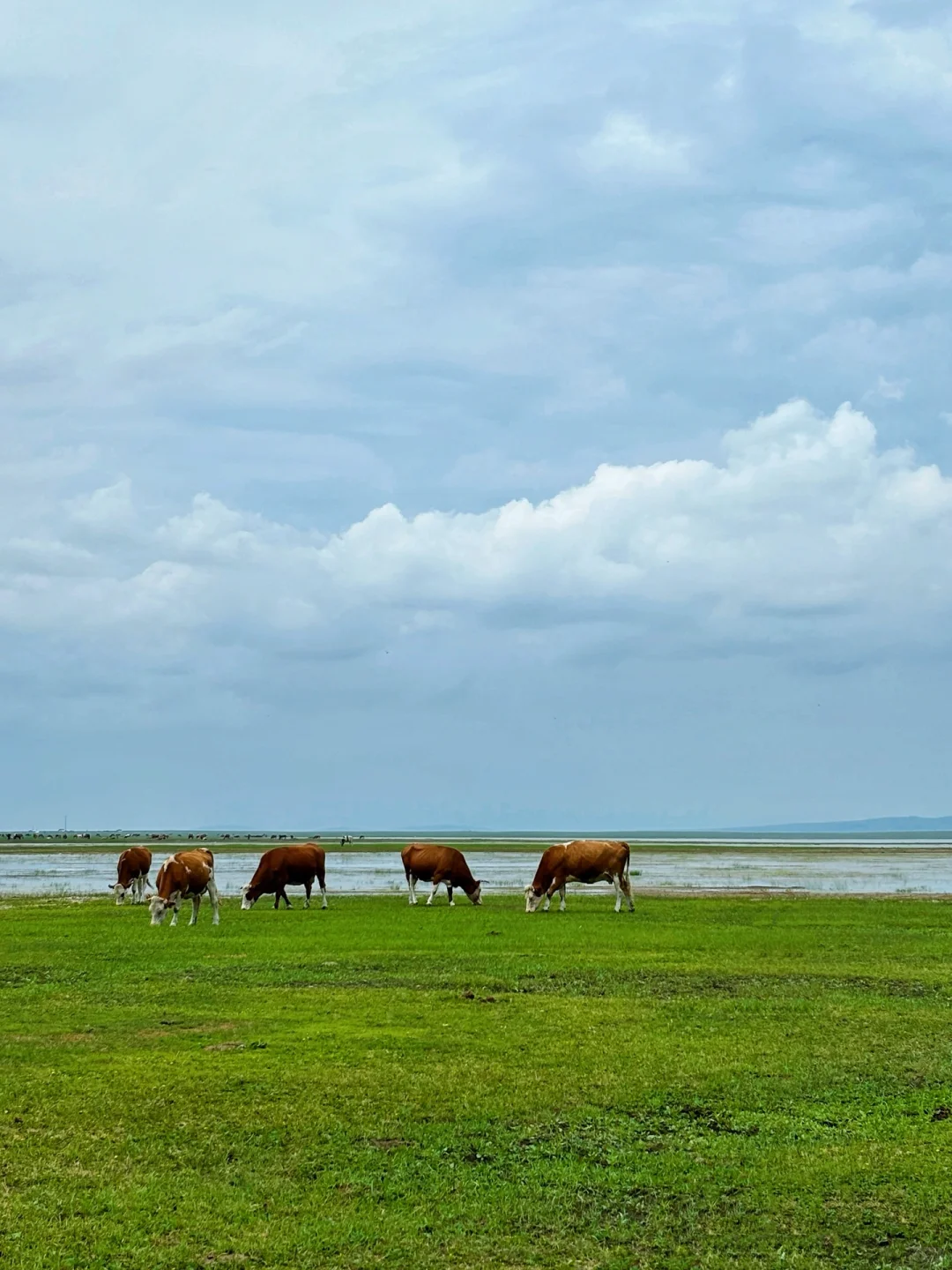 夏天总要去一次大草原吧🐎