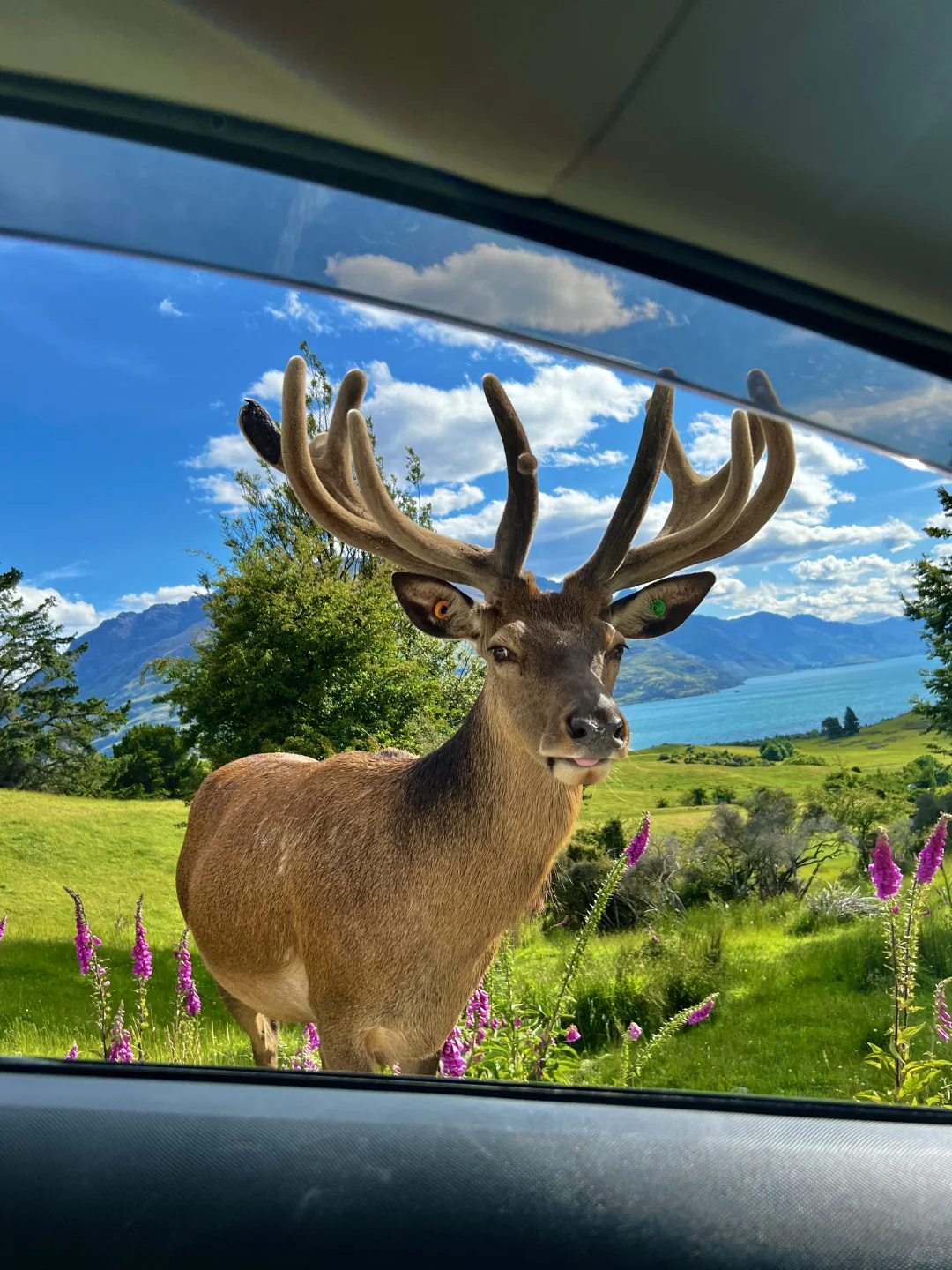 新西兰的每一帧🌈都让live图变得更有意义