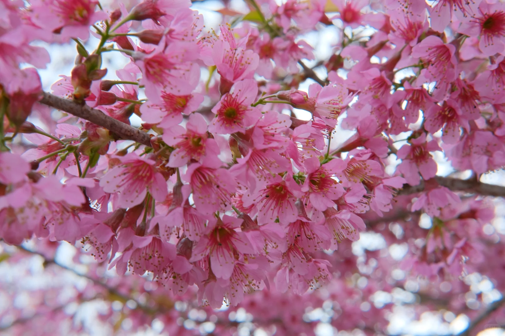 📷宜良福眼景区冬樱花🌸