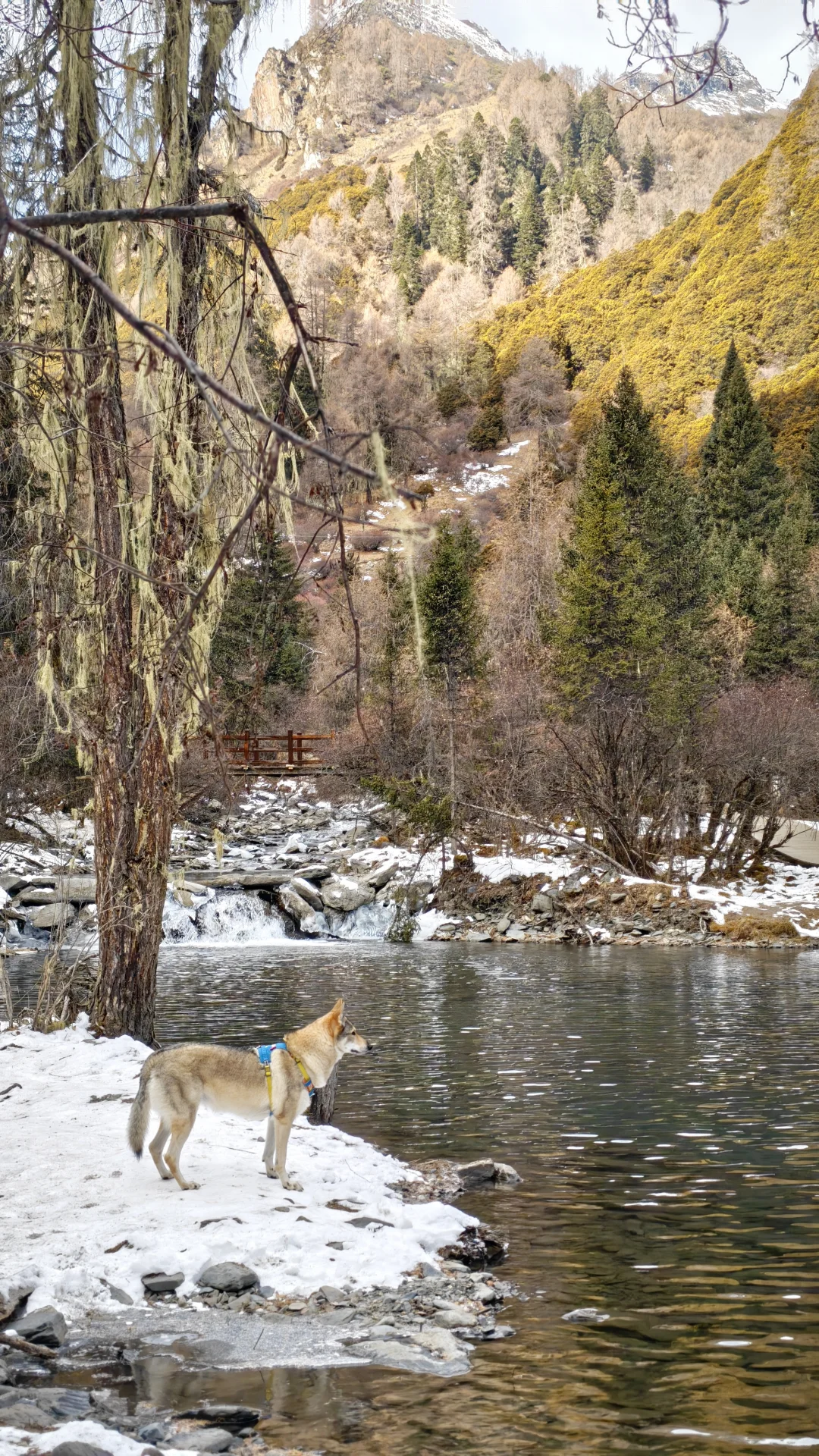 玛嘉沟才是带狗天堂吧
