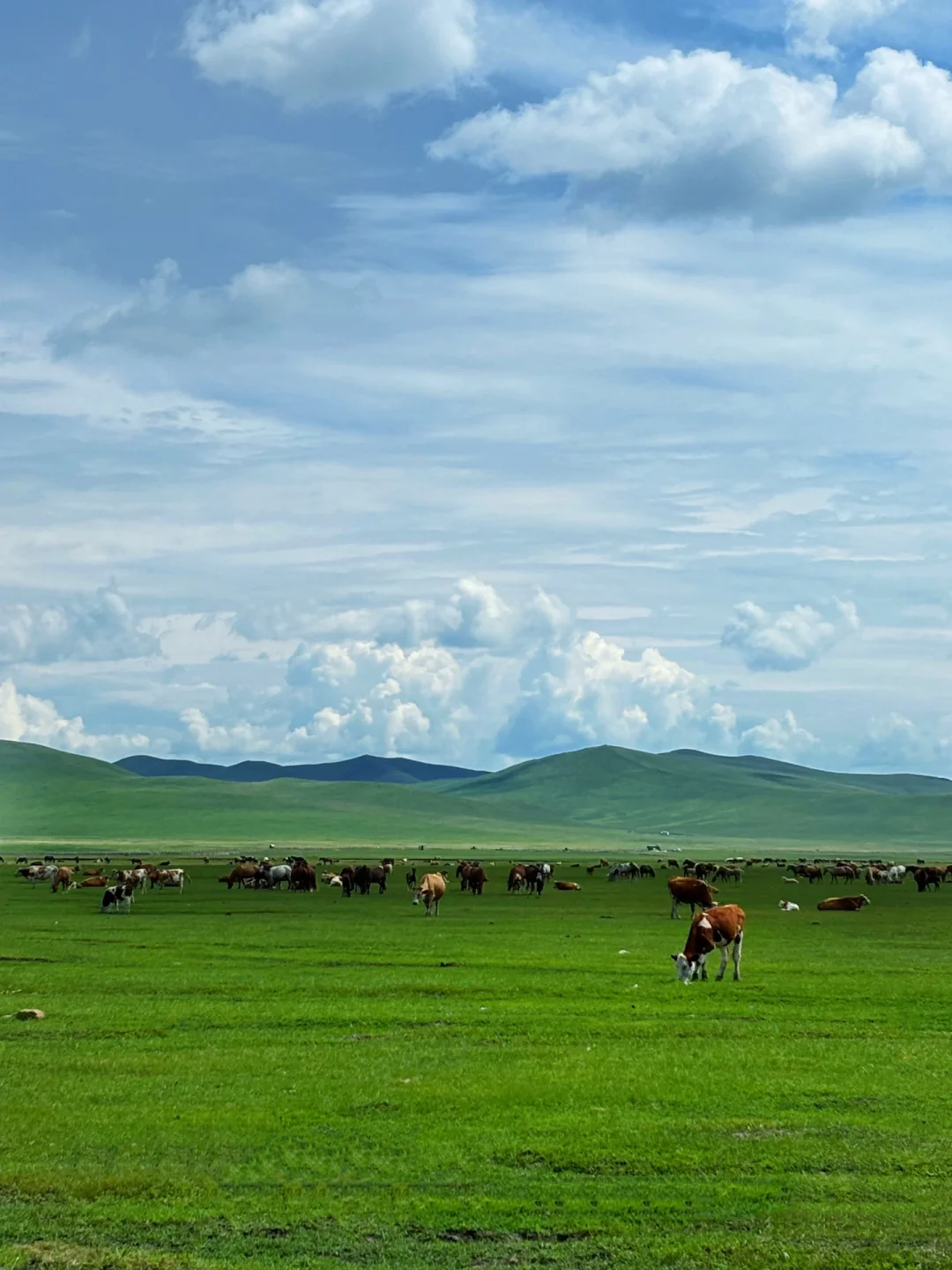 夏天总要去一次大草原吧🐎