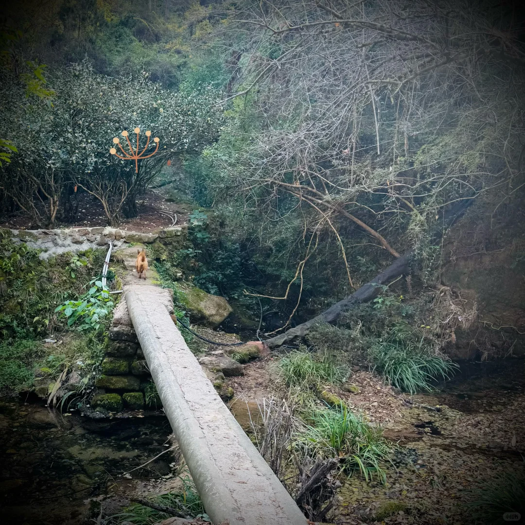 武夷山茶狗随行攻略