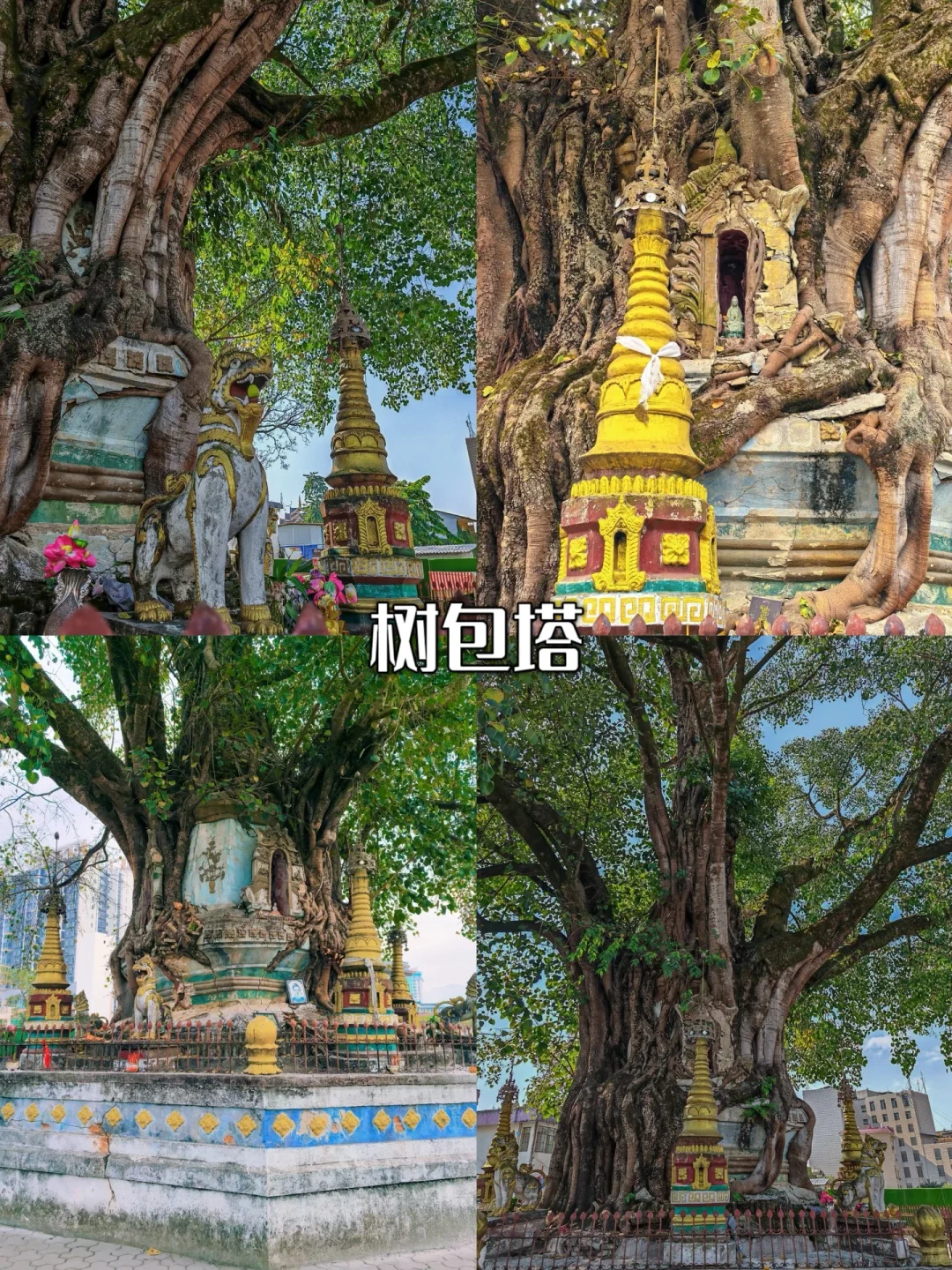 🍂滇西3城漫游记|秋季的腾芒瑞美到窒息