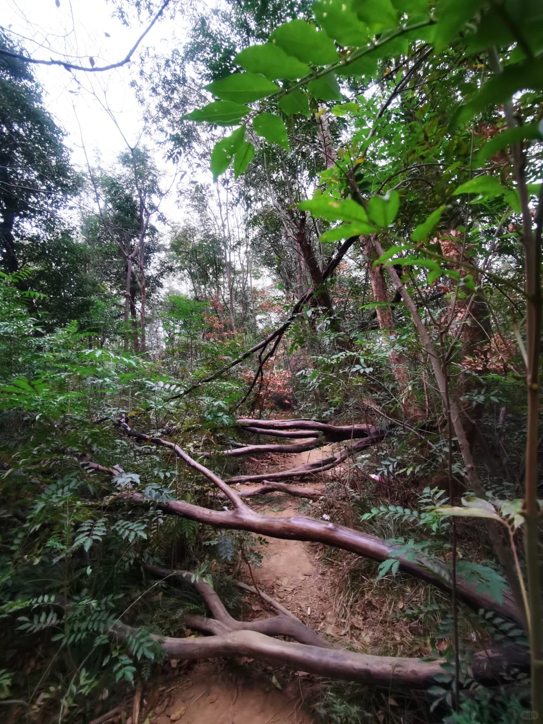 武汉徒步被问爆的小众治愈路线🌿古寺灵树