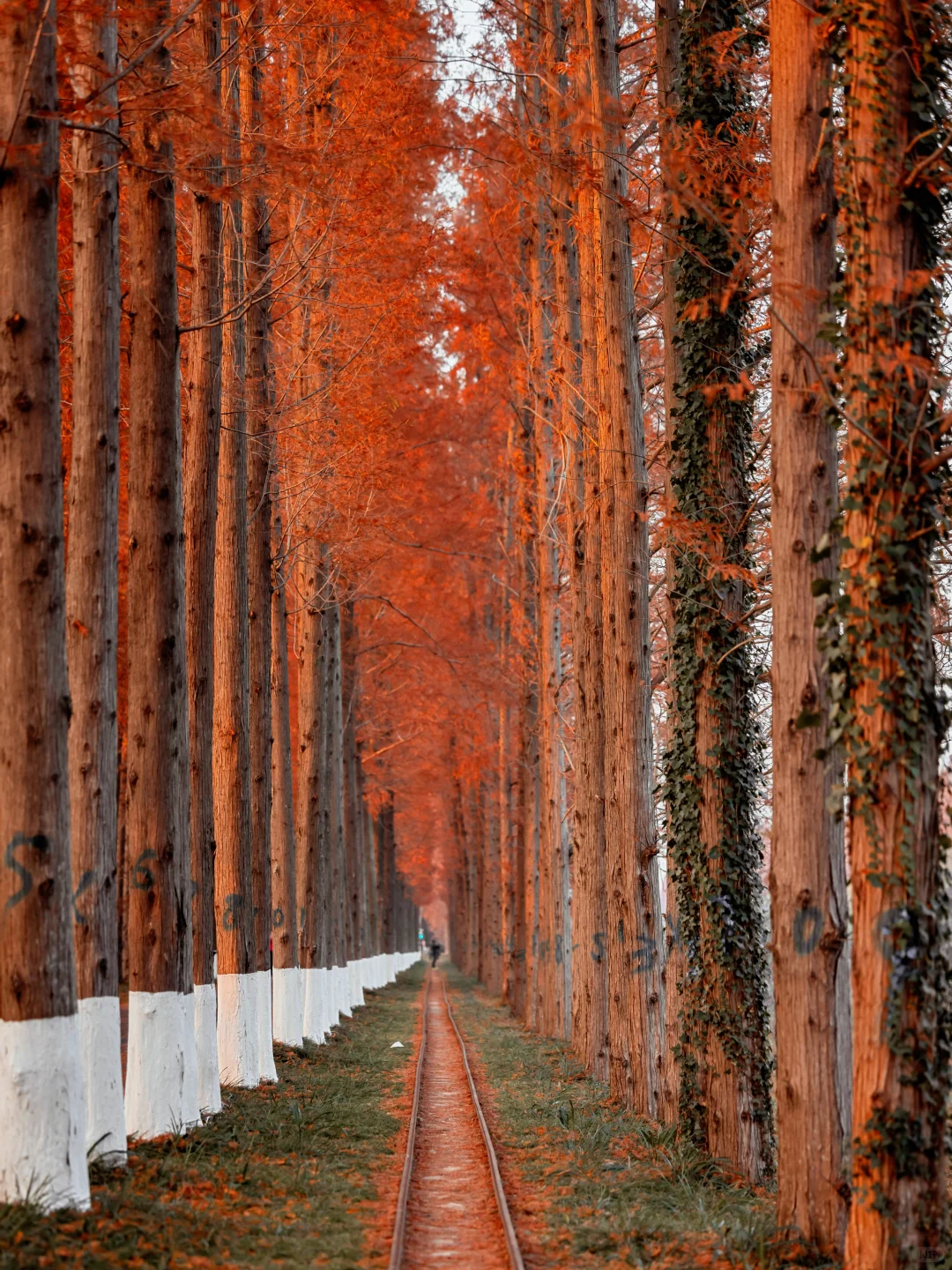 美到失语‼️我在初冬的盐城找到了童话森林