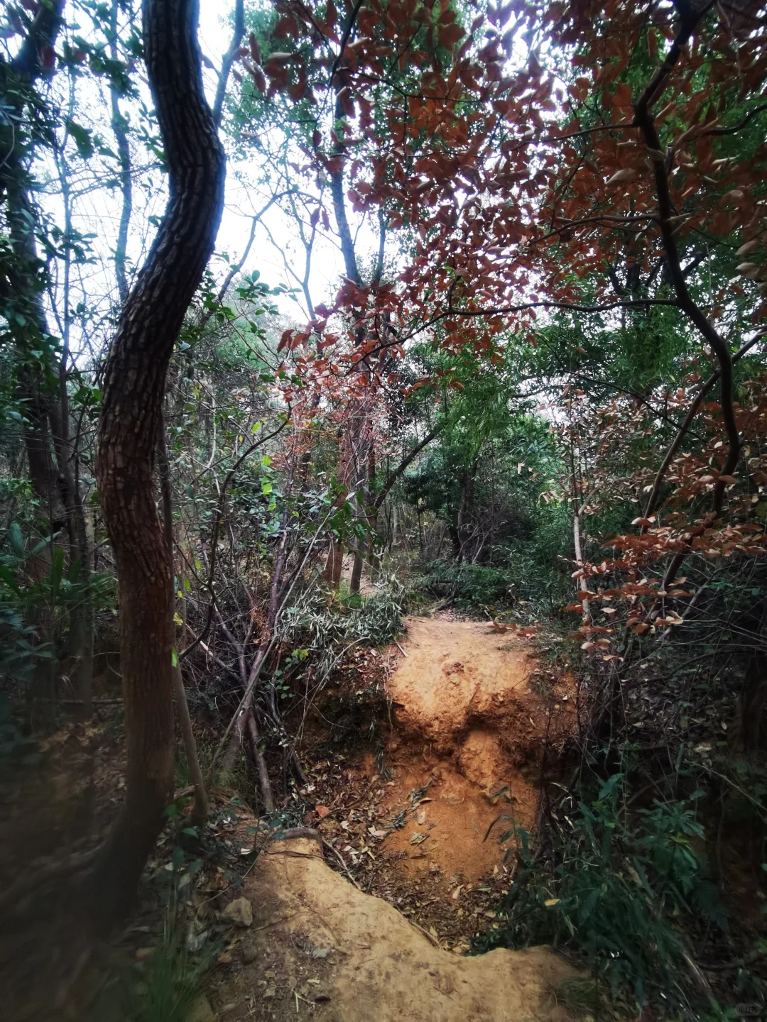 武汉徒步被问爆的小众治愈路线🌿古寺灵树
