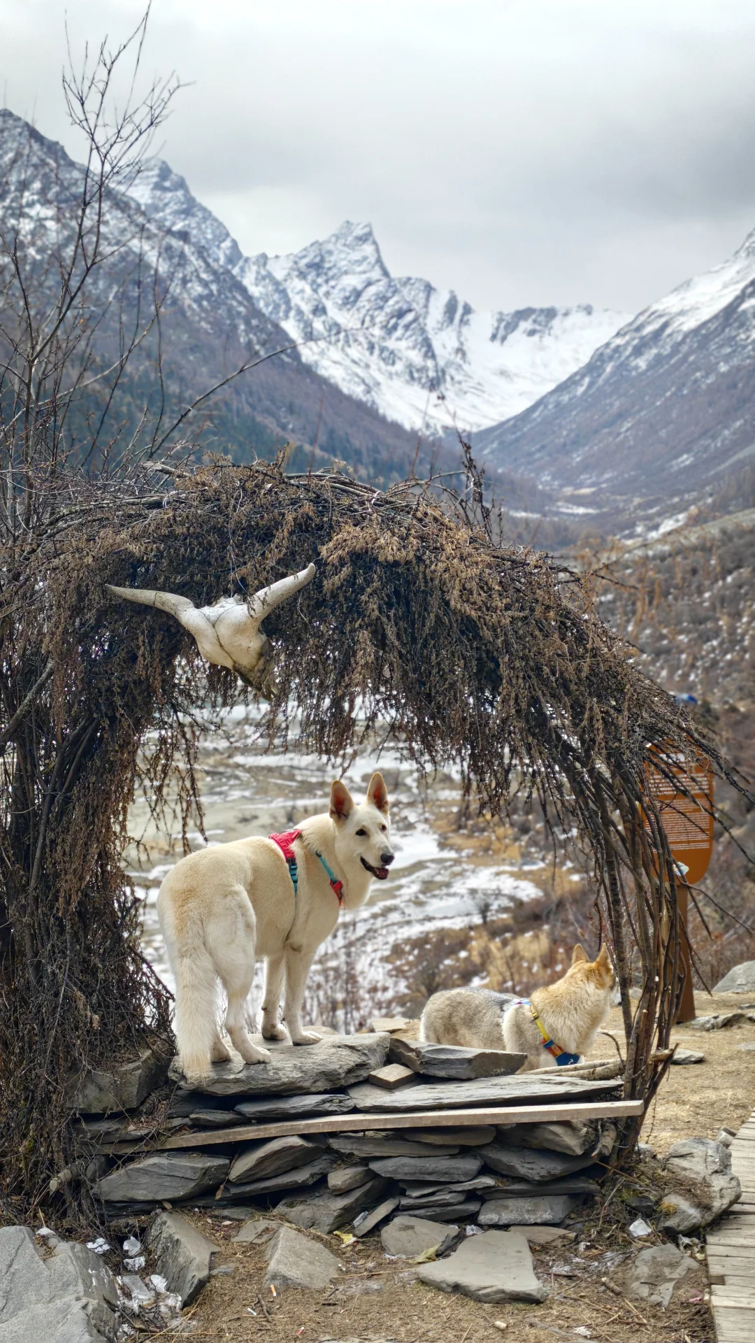 玛嘉沟才是带狗天堂吧