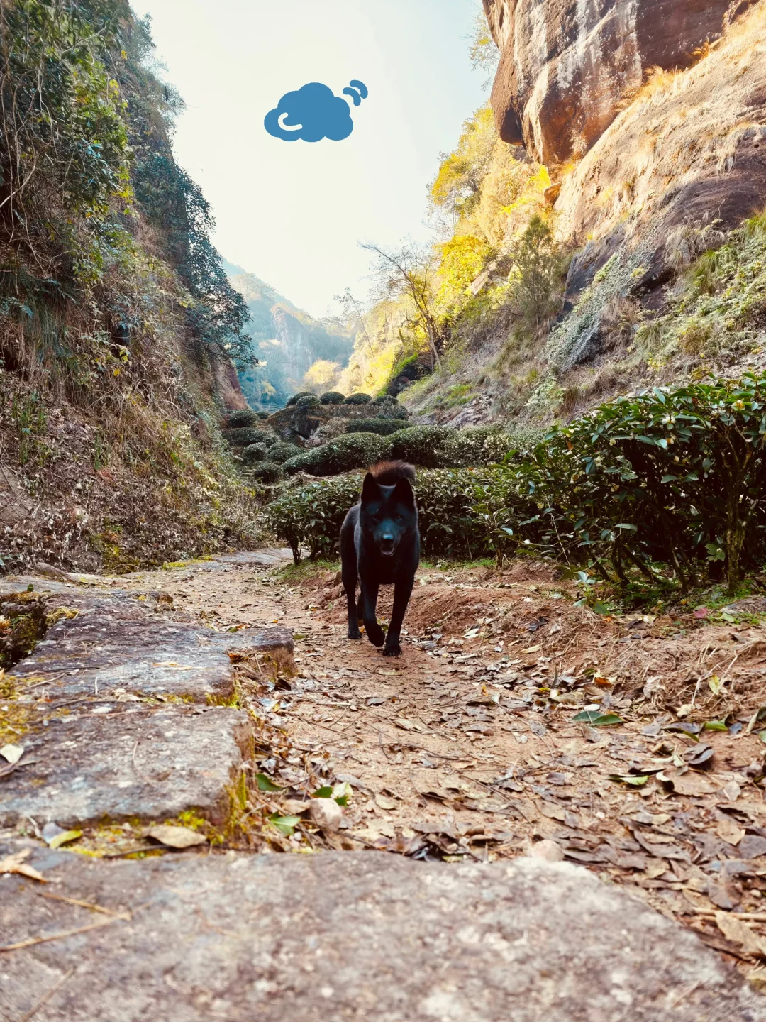 武夷山茶狗随行攻略