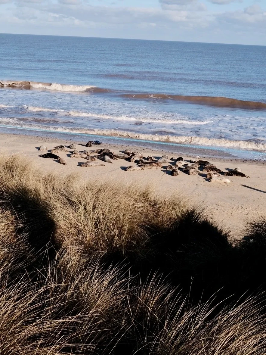又到英国一年一度看野生小海豹时📍附攻略