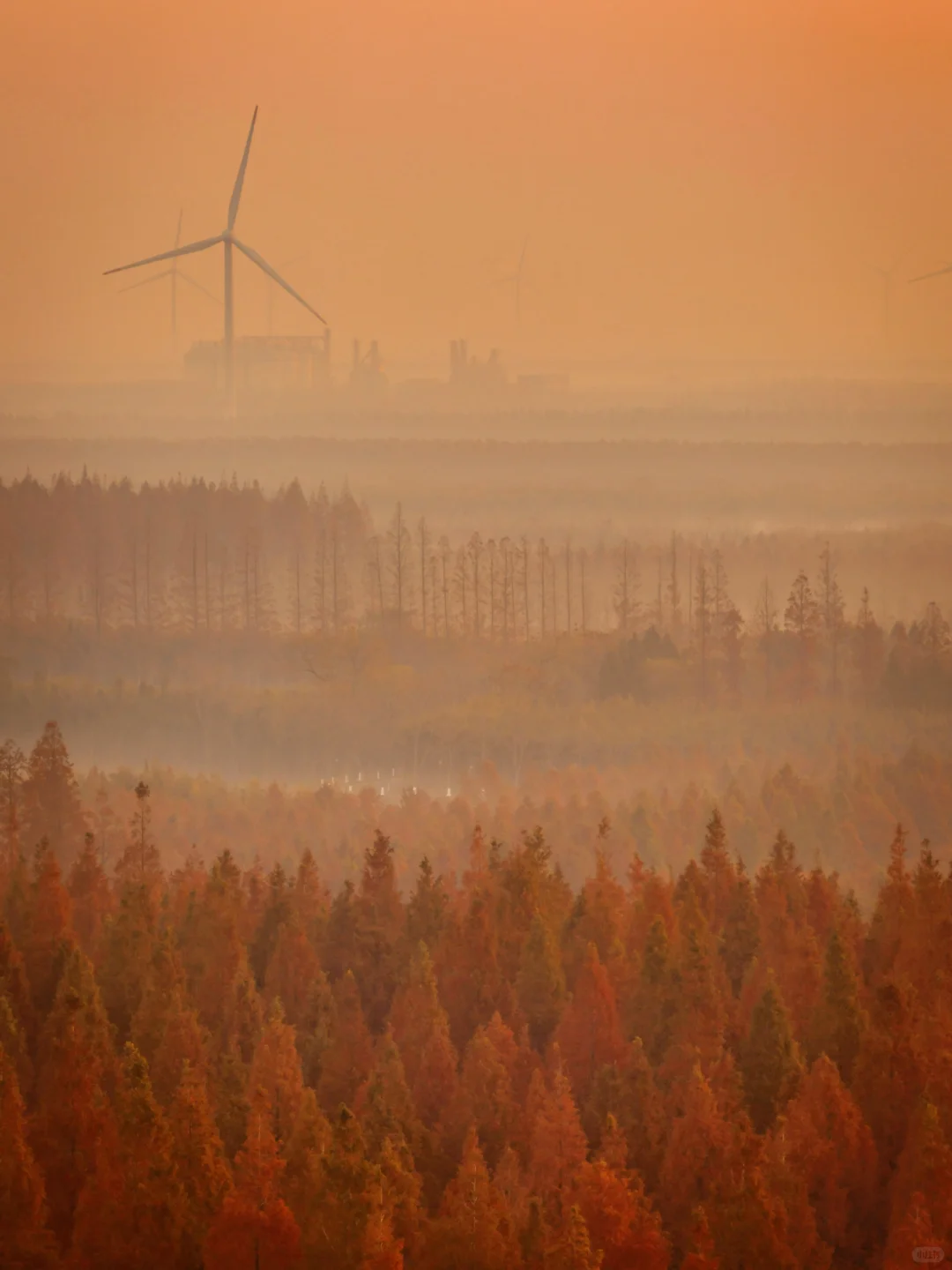 美到失语‼️我在初冬的盐城找到了童话森林