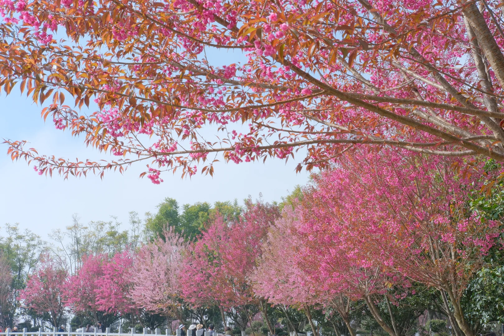📷宜良福眼景区冬樱花🌸