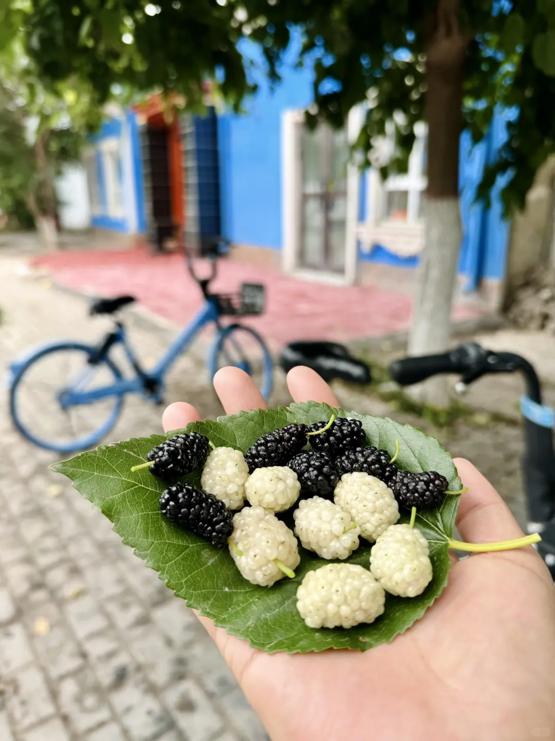 或许这就是你所向往的新疆旅游包车🫰