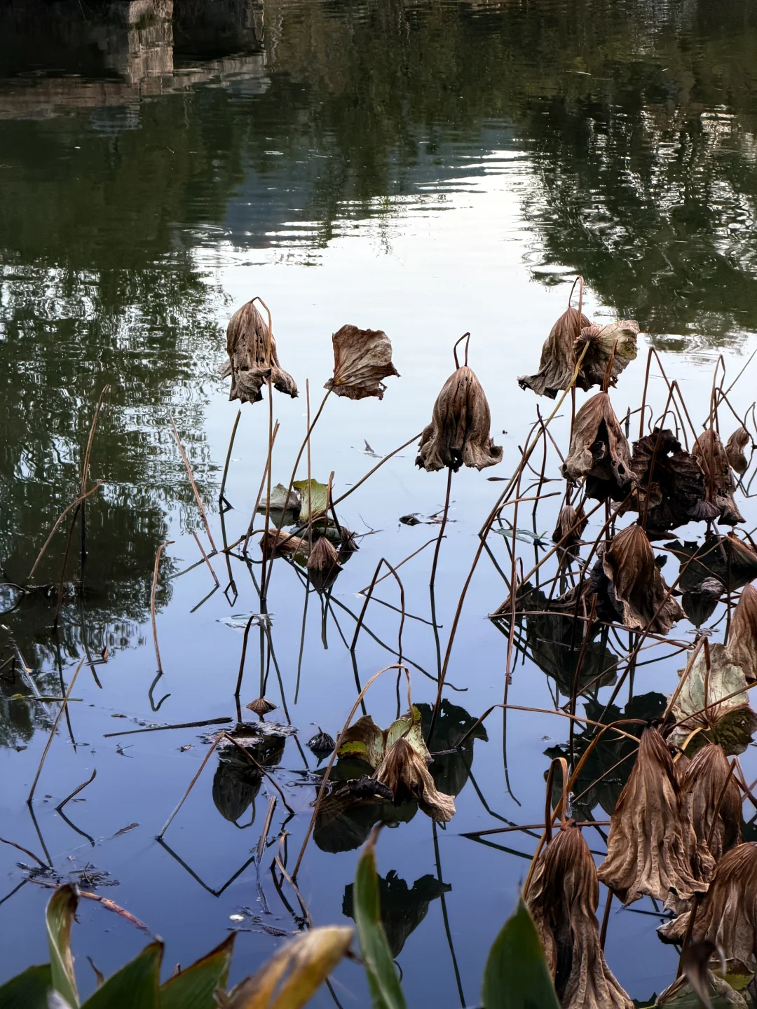 呈坎|你不用尽全力宣传你糊涂呀❗️❗️
