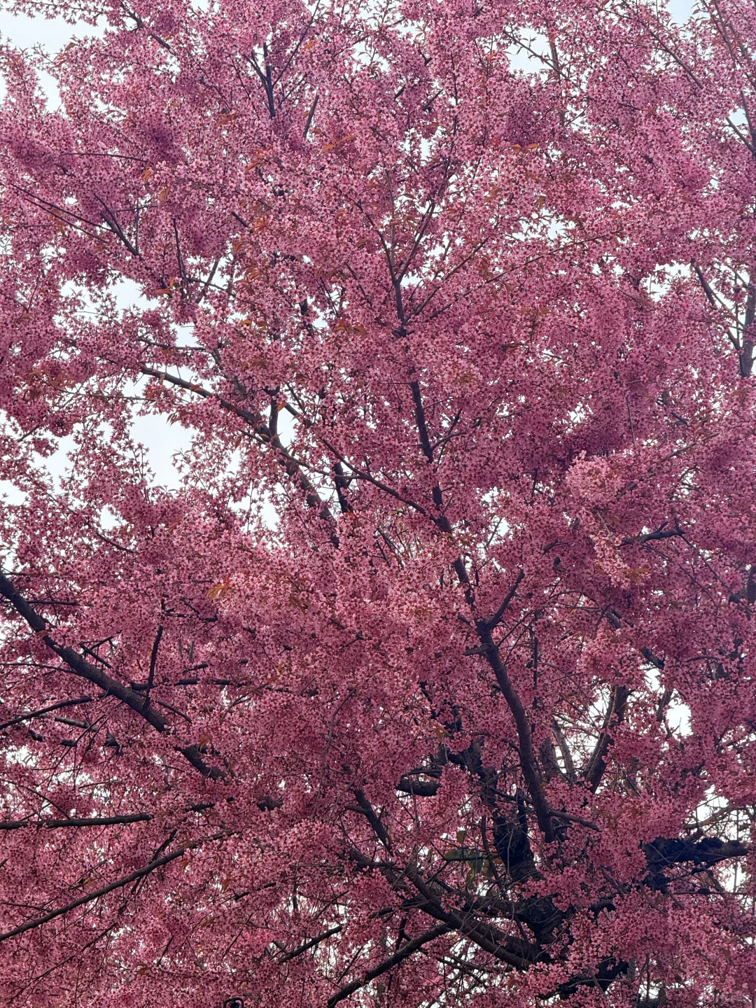 📷宜良福眼景区冬樱花🌸