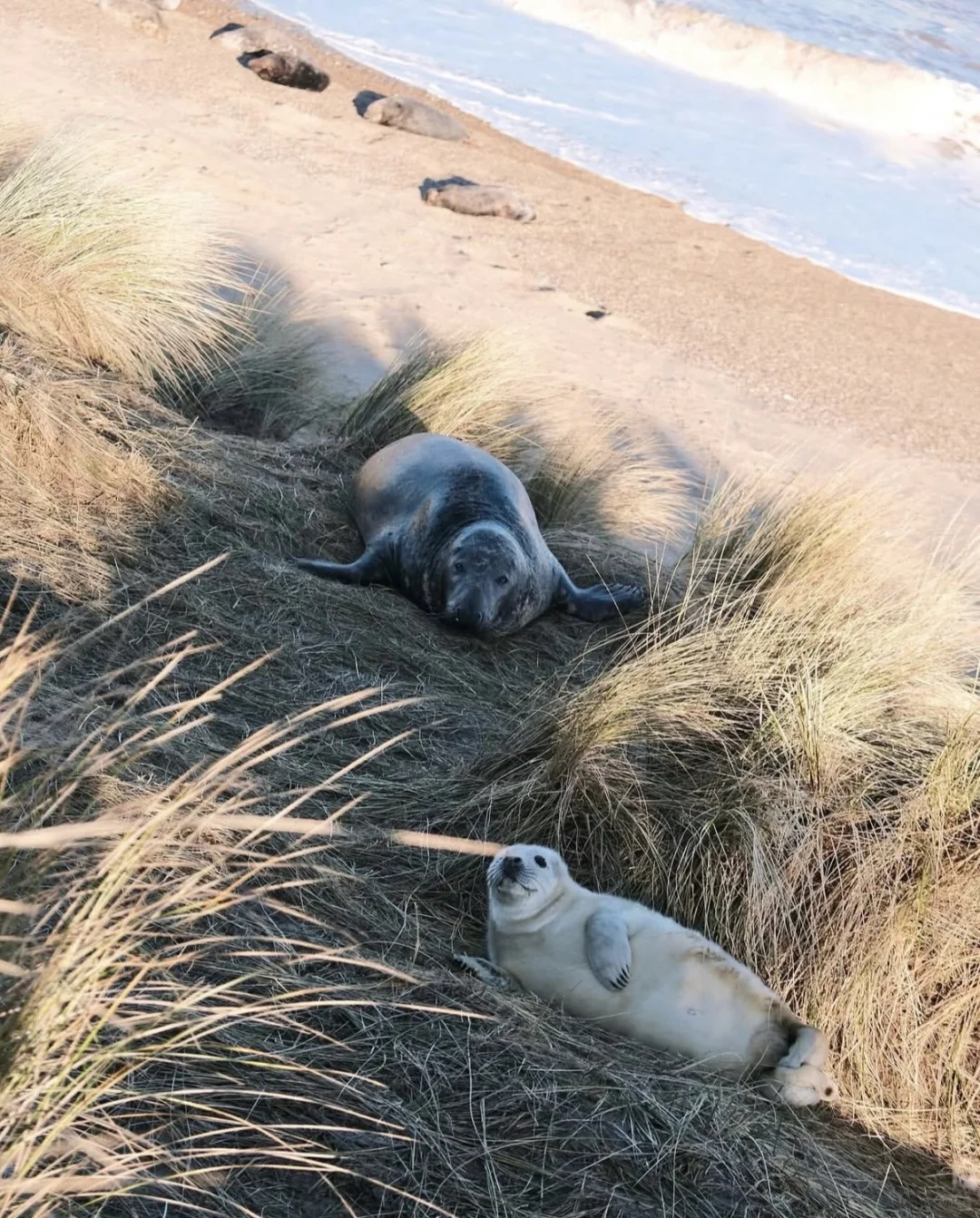 又到英国一年一度看野生小海豹时📍附攻略