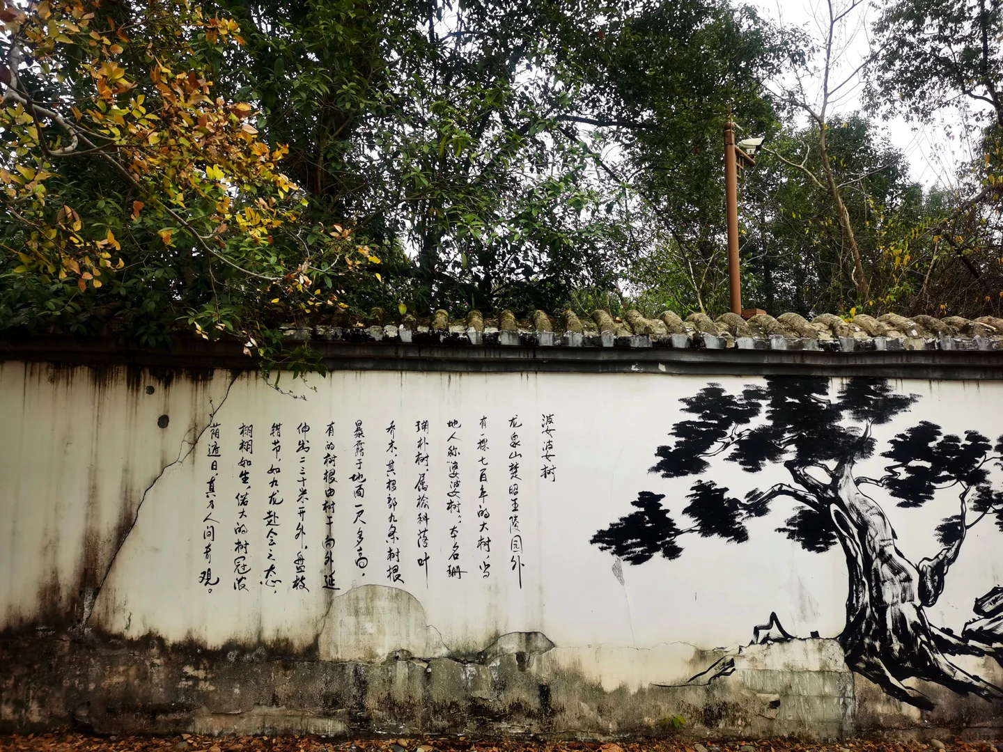 武汉徒步被问爆的小众治愈路线🌿古寺灵树